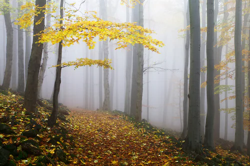 Papermoon Fototapete »Photo-Art MARTIN RAK, NOVEMBERWALD« günstig online kaufen