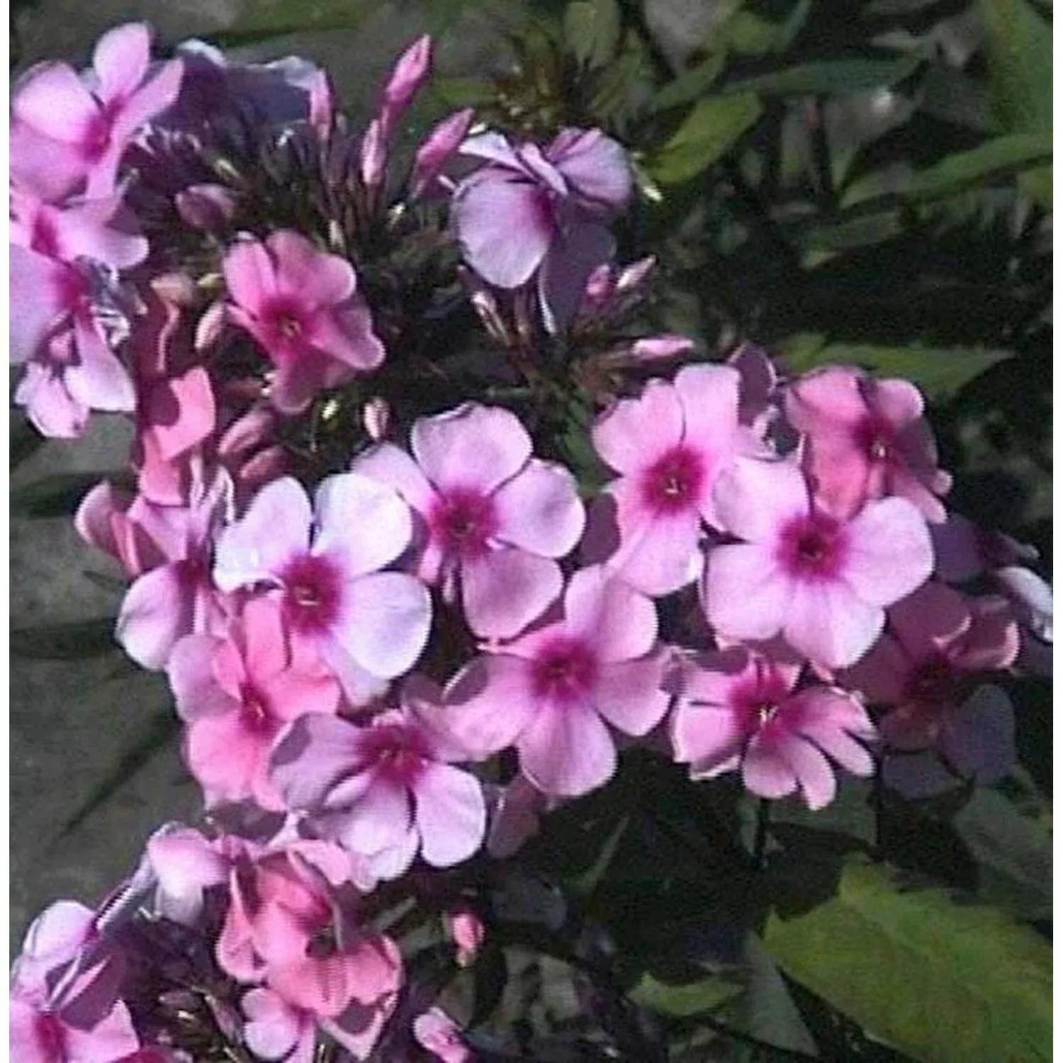 Hohe Flammenblume Pink Lady - Phlox paniculata günstig online kaufen