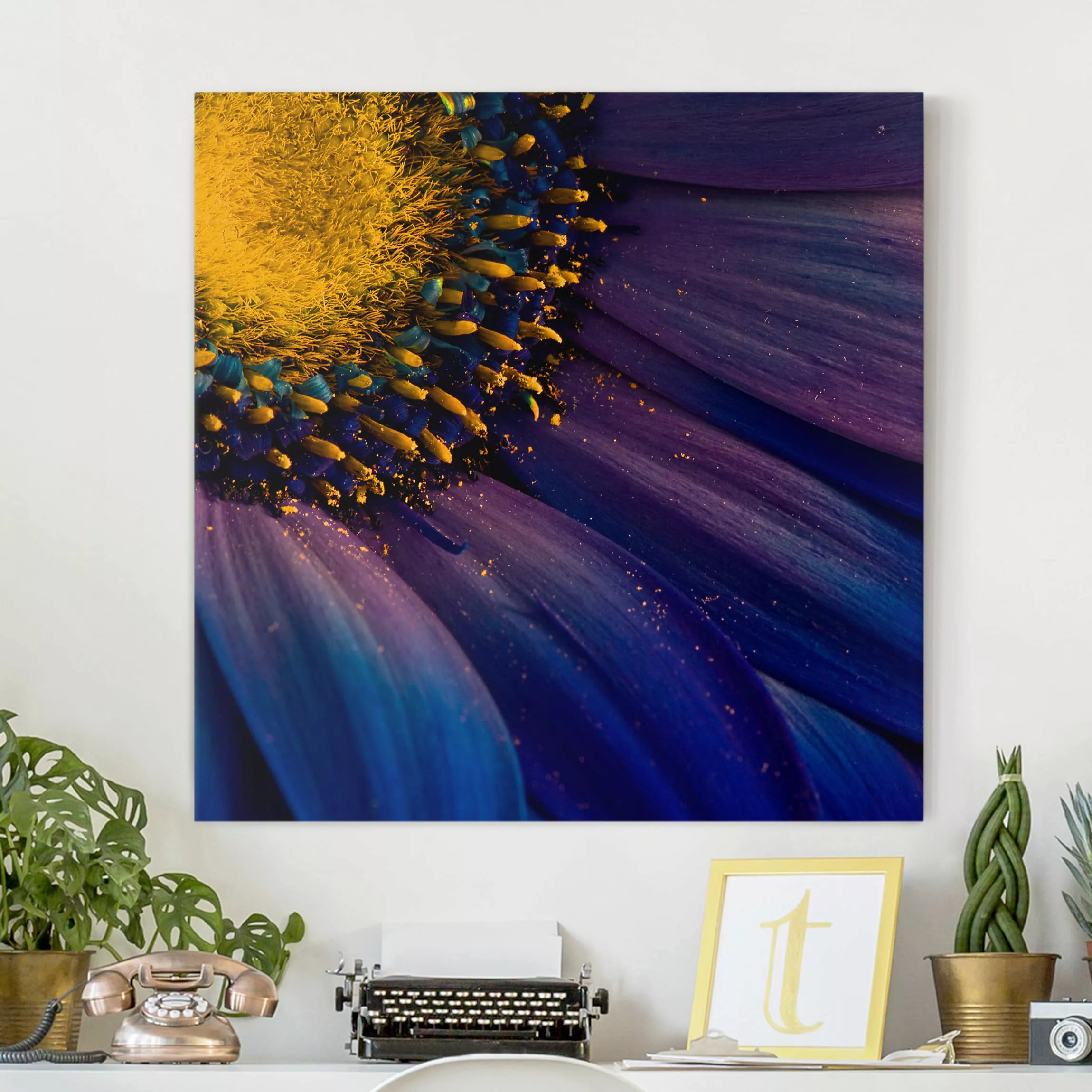 Leinwandbild Blumen - Quadrat Blaue Gerberablüte günstig online kaufen