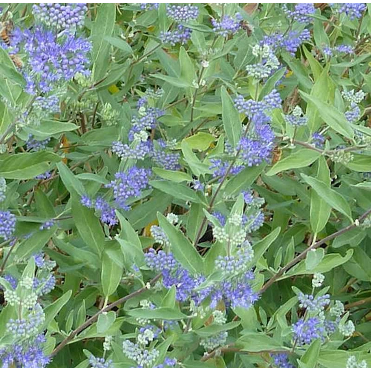 Bartblume Blue Balloon 60-80cm  - Caryopteris clandonensis günstig online kaufen