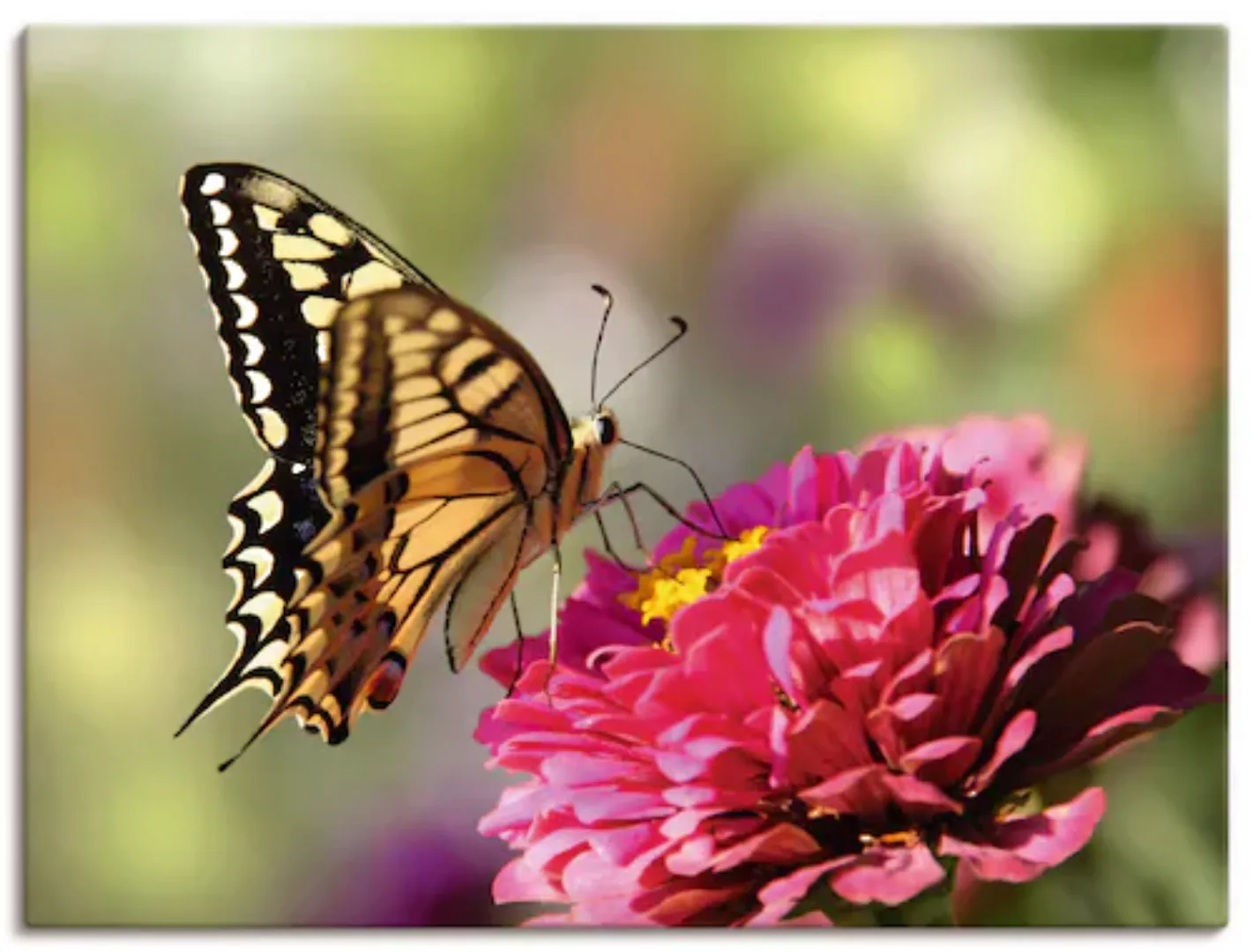 Artland Leinwandbild "Schmetterling", Insekten, (1 St.) günstig online kaufen