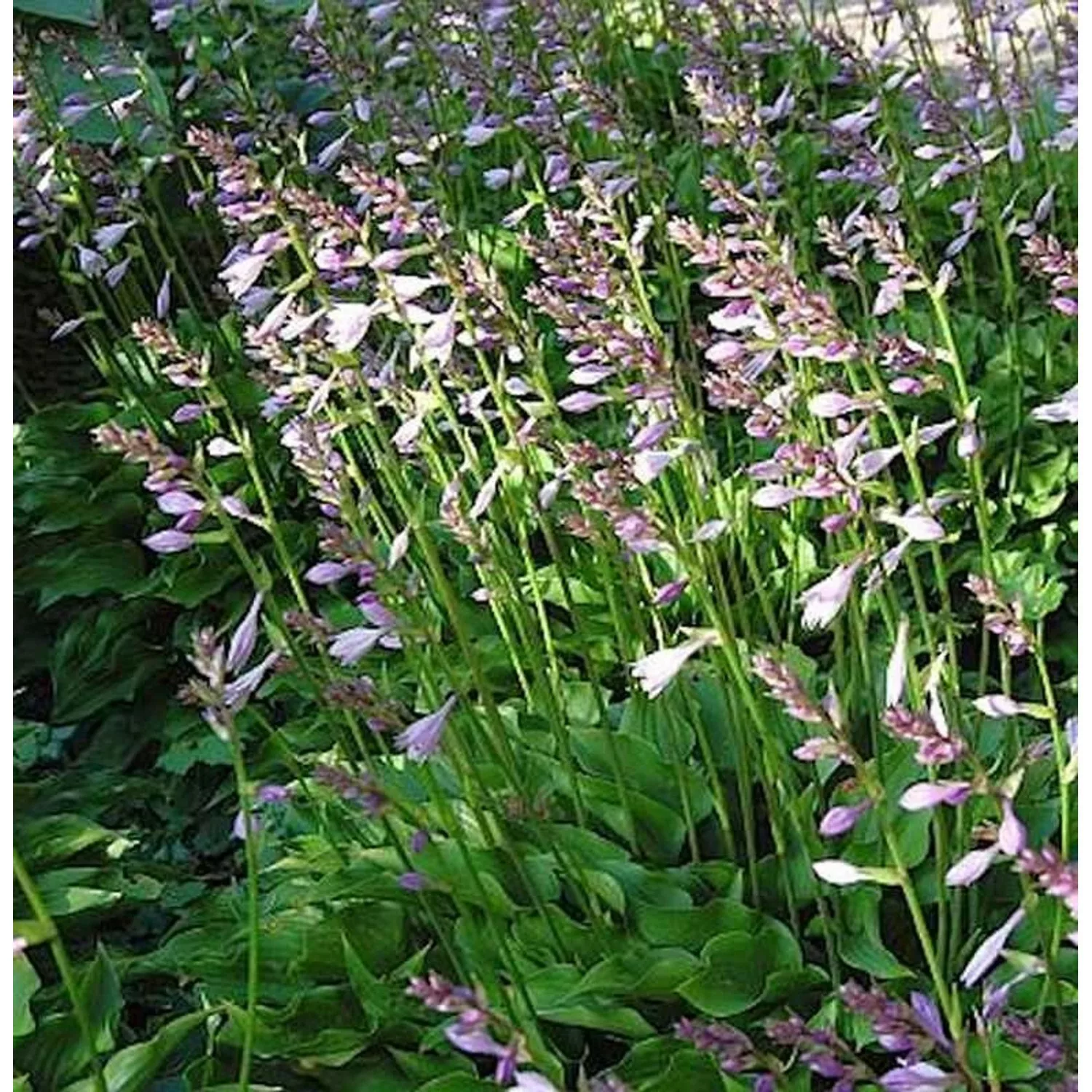 Schmalblattfunkie Harry van Trier - Hosta sieboldii günstig online kaufen