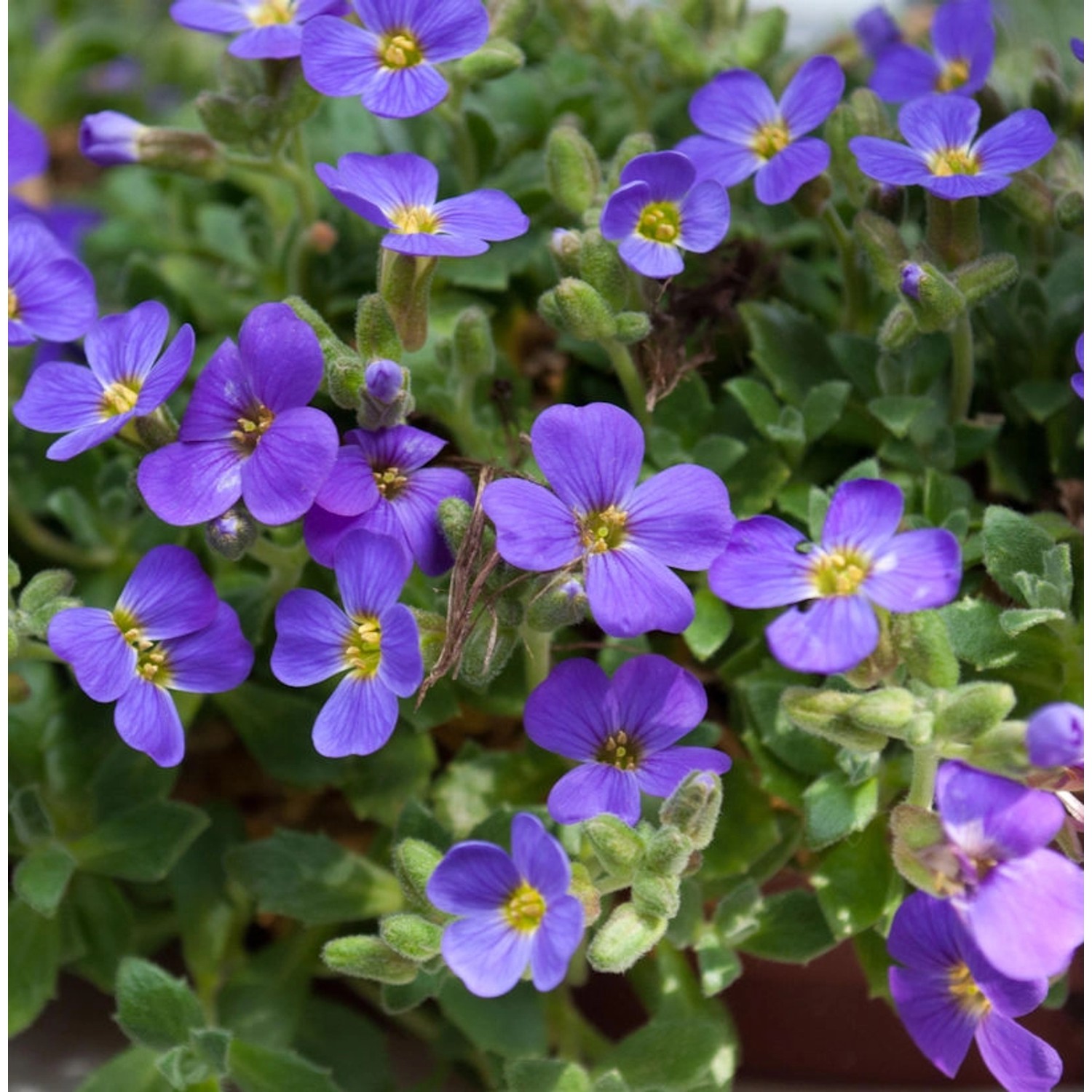 Blaukissen Blue Emperor - Aubrieta cultorum günstig online kaufen