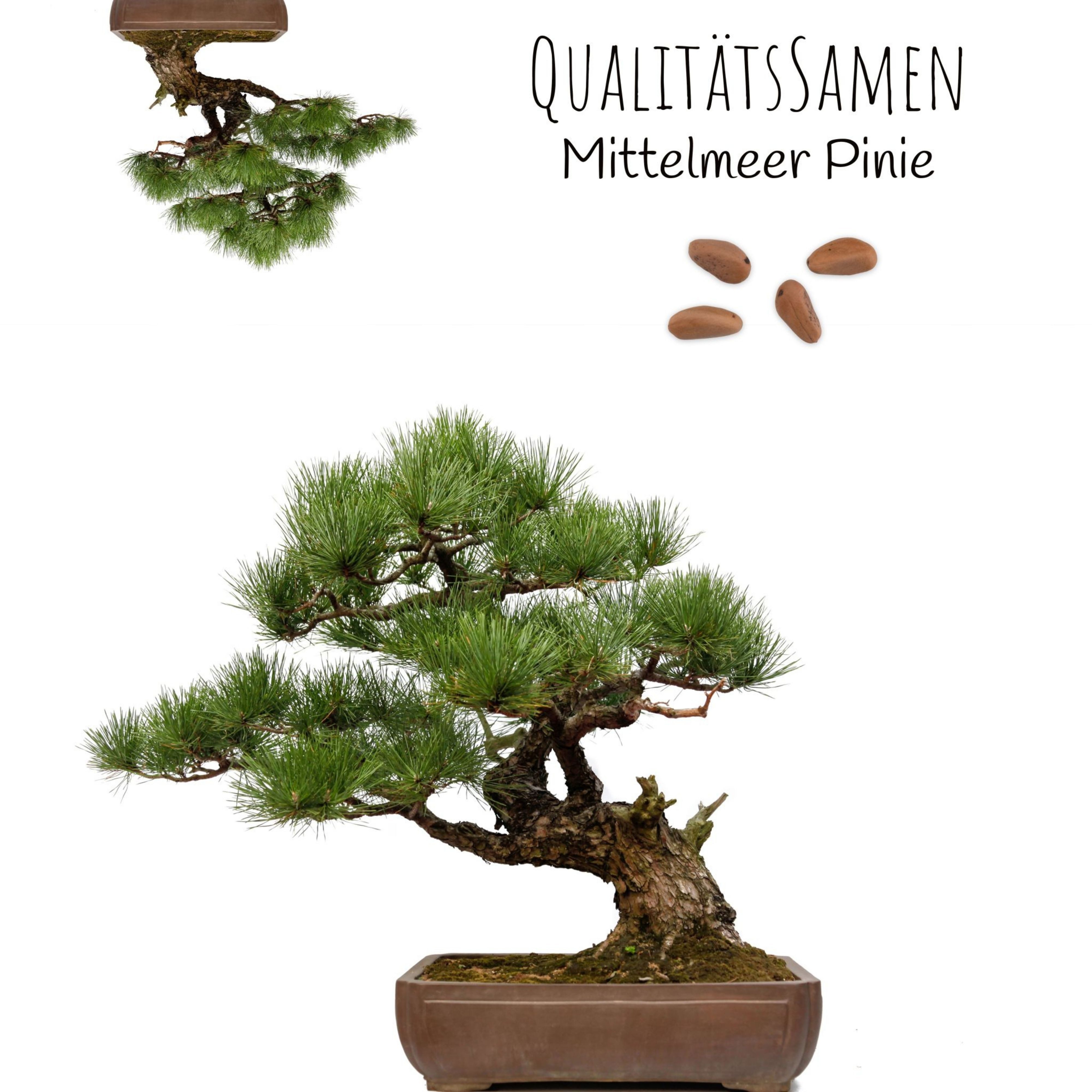 HappySeed Blumensamen Außergewöhnliche Bonsai Samen mit günstig online kaufen