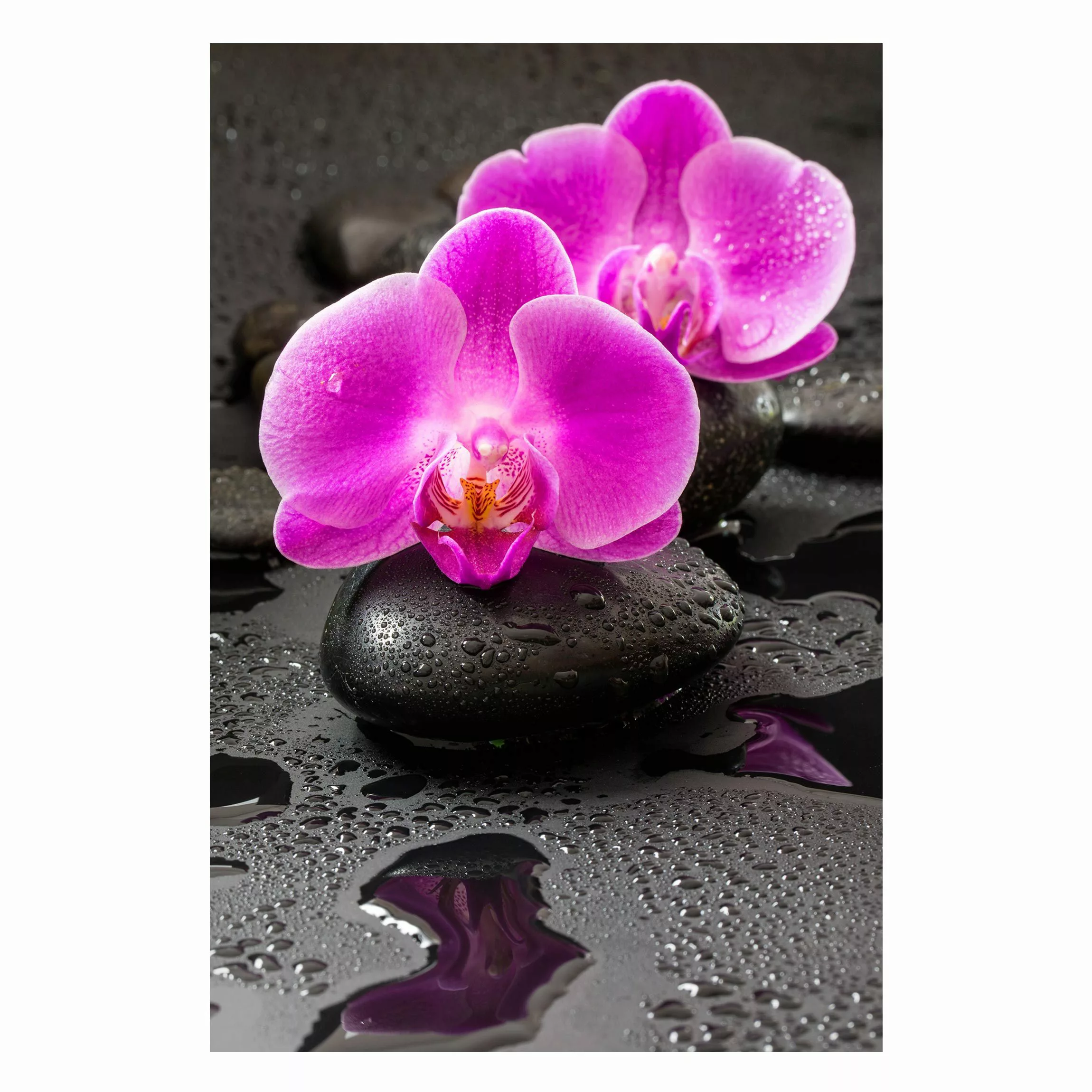 Magnettafel Spirituell Pinke Orchideenblüten auf Steinen mit Tropfen günstig online kaufen