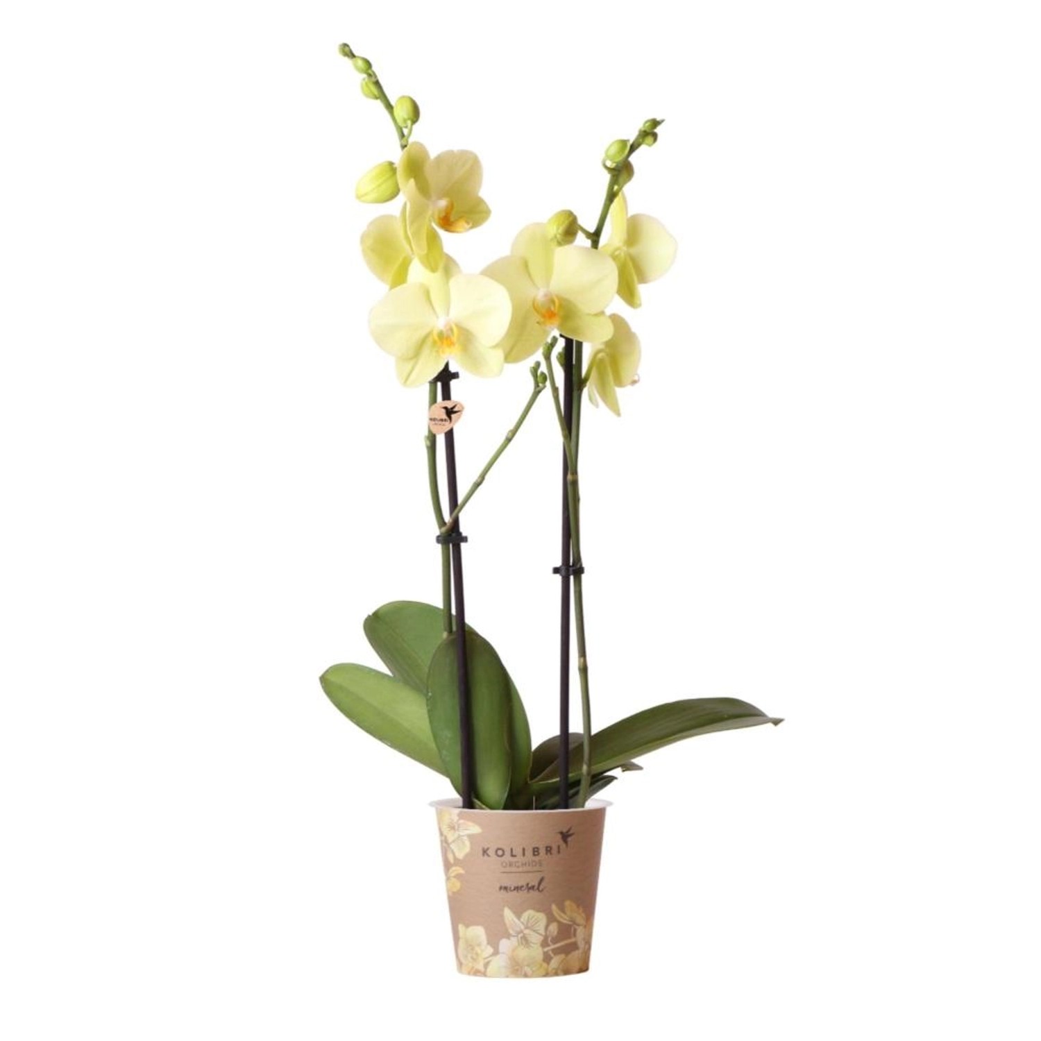 Kolibri Gelbe Phalaenopsis Orchidee Voltera Topfgröße 12cm Frisch Vom Zücht günstig online kaufen