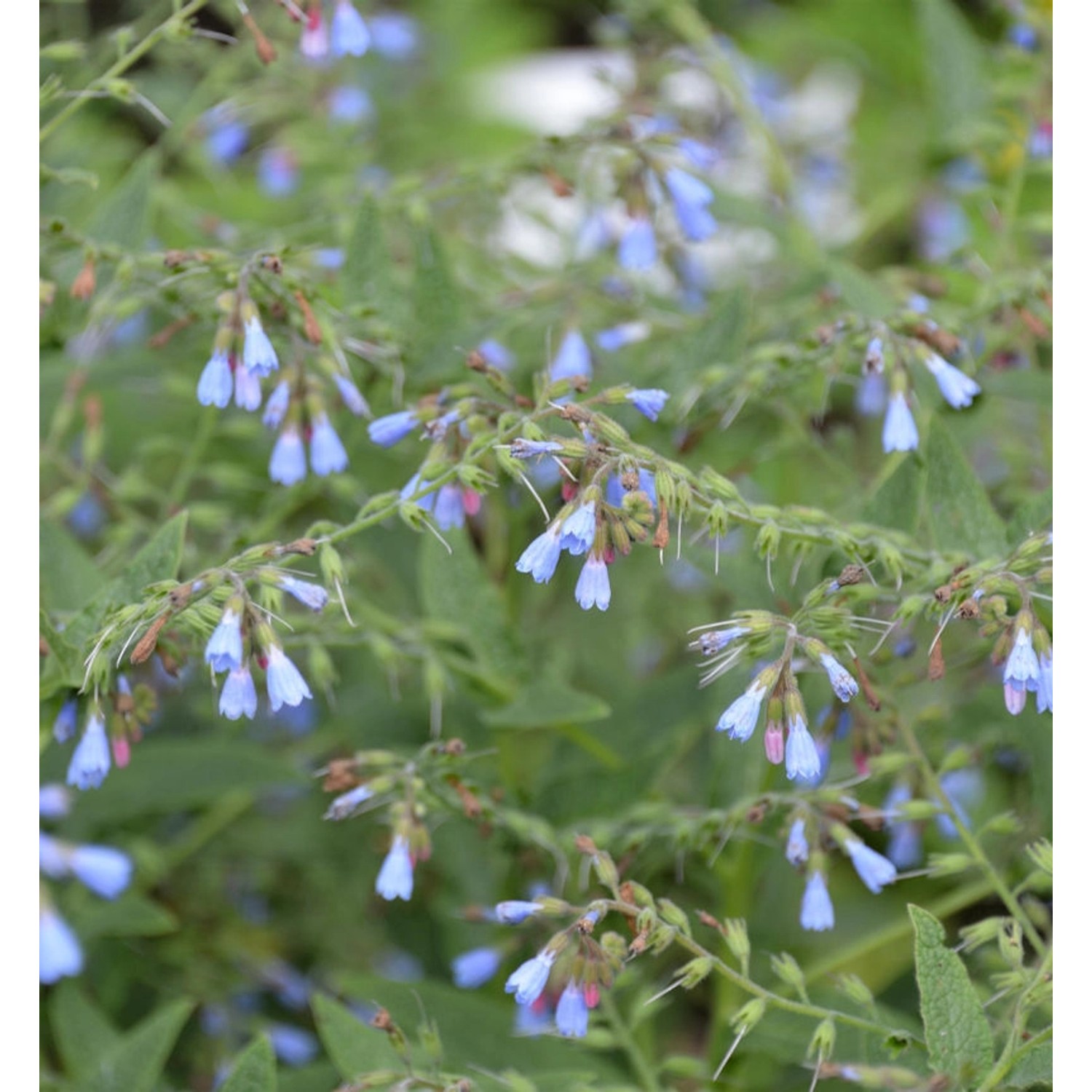 Blauer Beinwell - Symphytum azureum günstig online kaufen