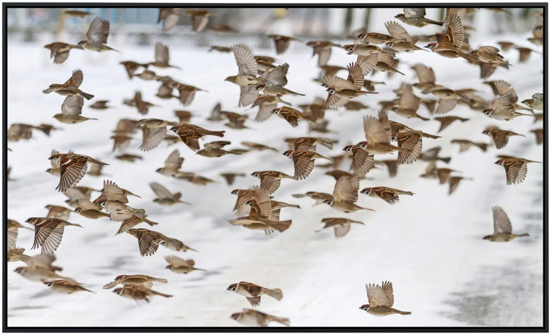 Papermoon Infrarotheizung »Vögel«, sehr angenehme Strahlungswärme günstig online kaufen