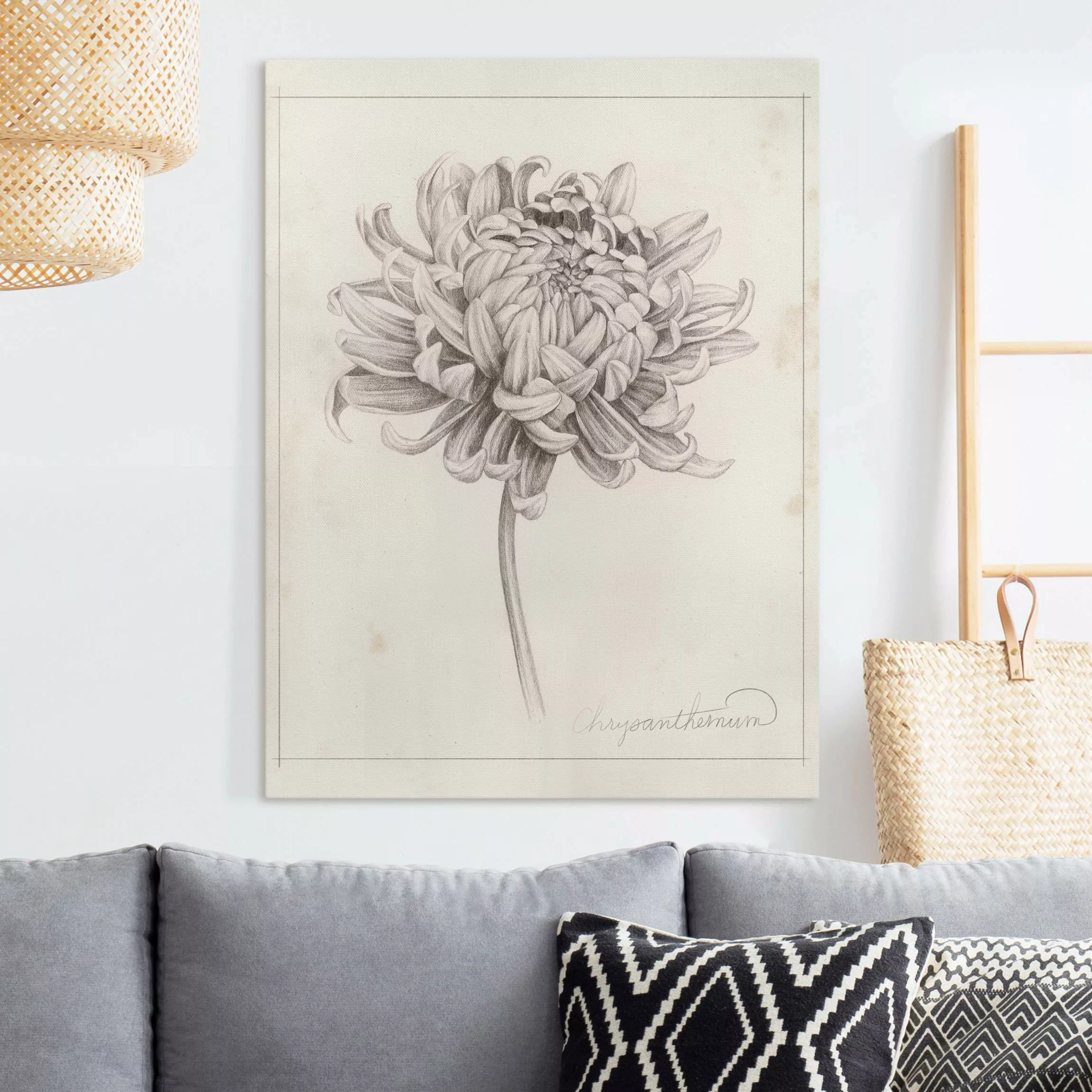 Leinwandbild Botanische Studie Chrysantheme I günstig online kaufen