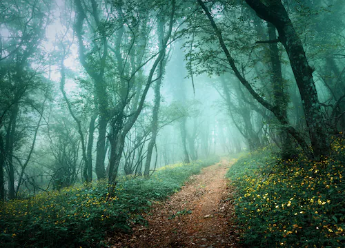 Papermoon Fototapete »Misty Forest in Fog« günstig online kaufen