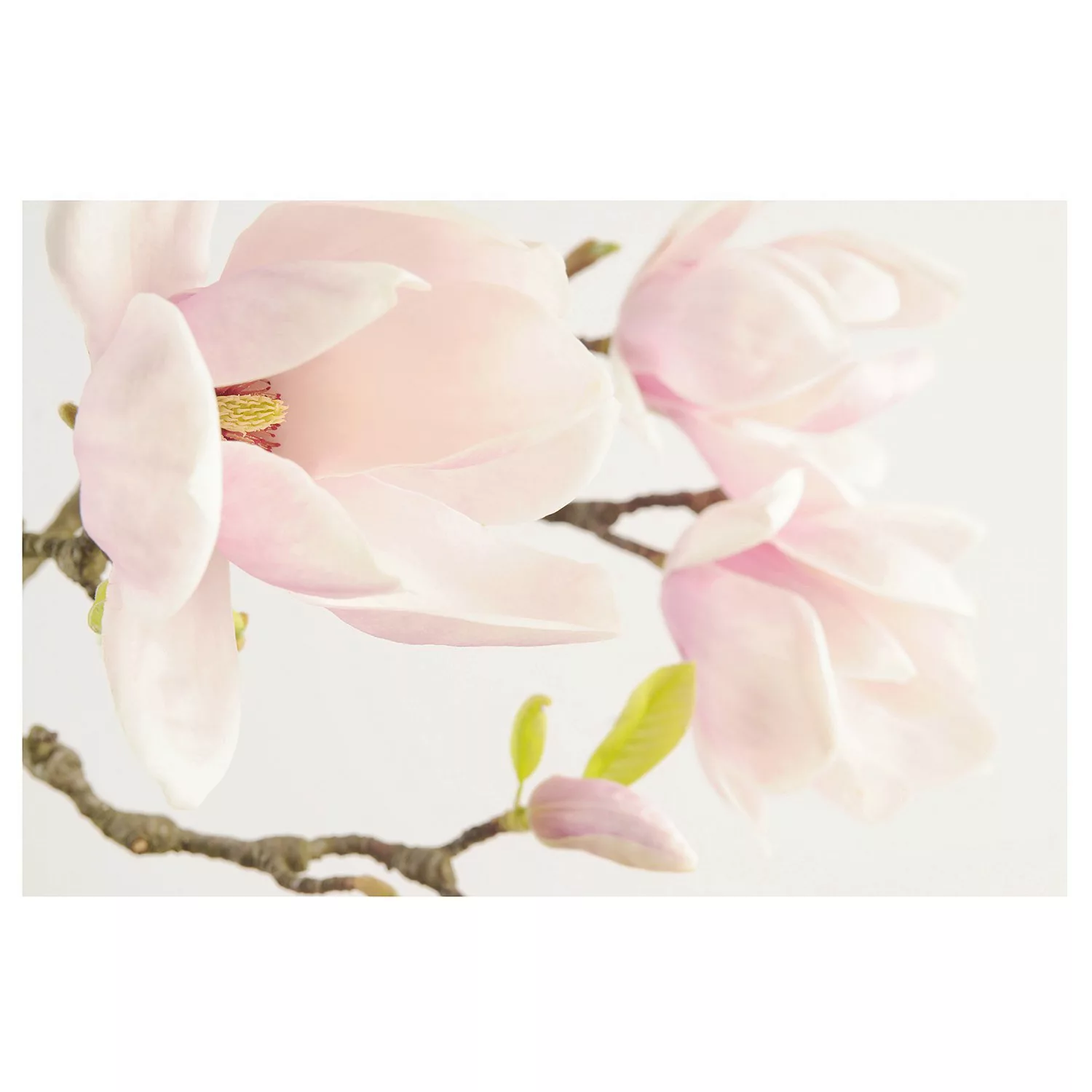 home24 Vliestapete Royal Magnolia günstig online kaufen