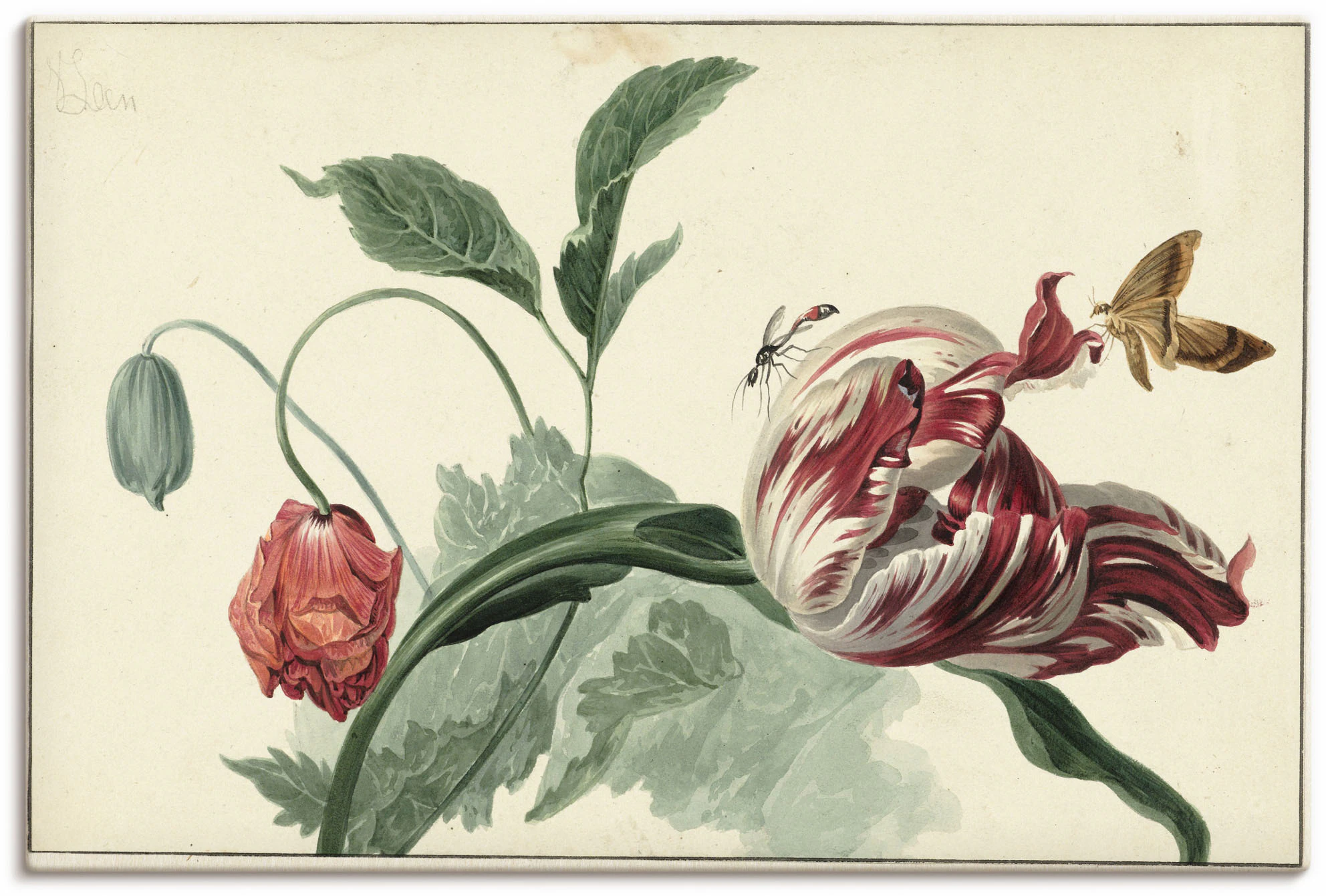 Artland Wandbild »Tulpe und Mohn.«, Blumenbilder, (1 St.), als Alubild, Out günstig online kaufen