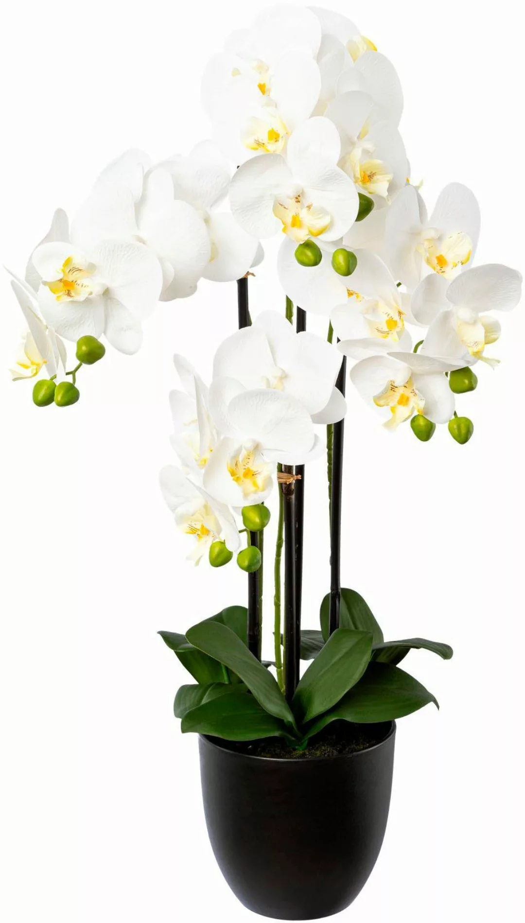 Kunstorchidee Phalaenopsis im Resintopf Orchidee Phalaenopsis, günstig online kaufen