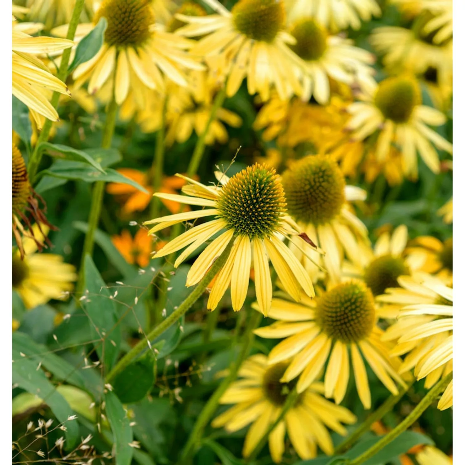 Sonnenhut Aloha - Echinacea purpurea günstig online kaufen