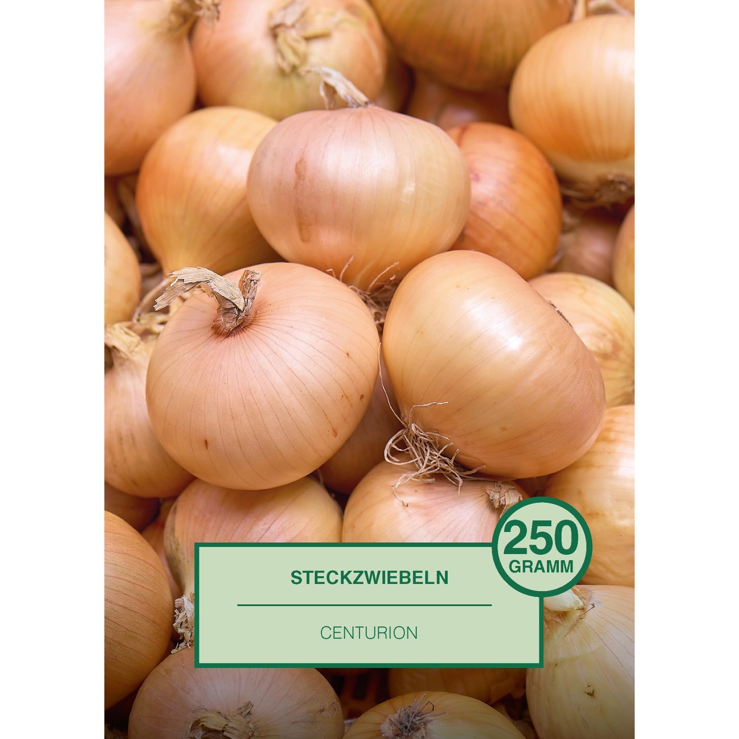 Steckzwiebel 250 Gramm Allium cepa Centurion günstig online kaufen