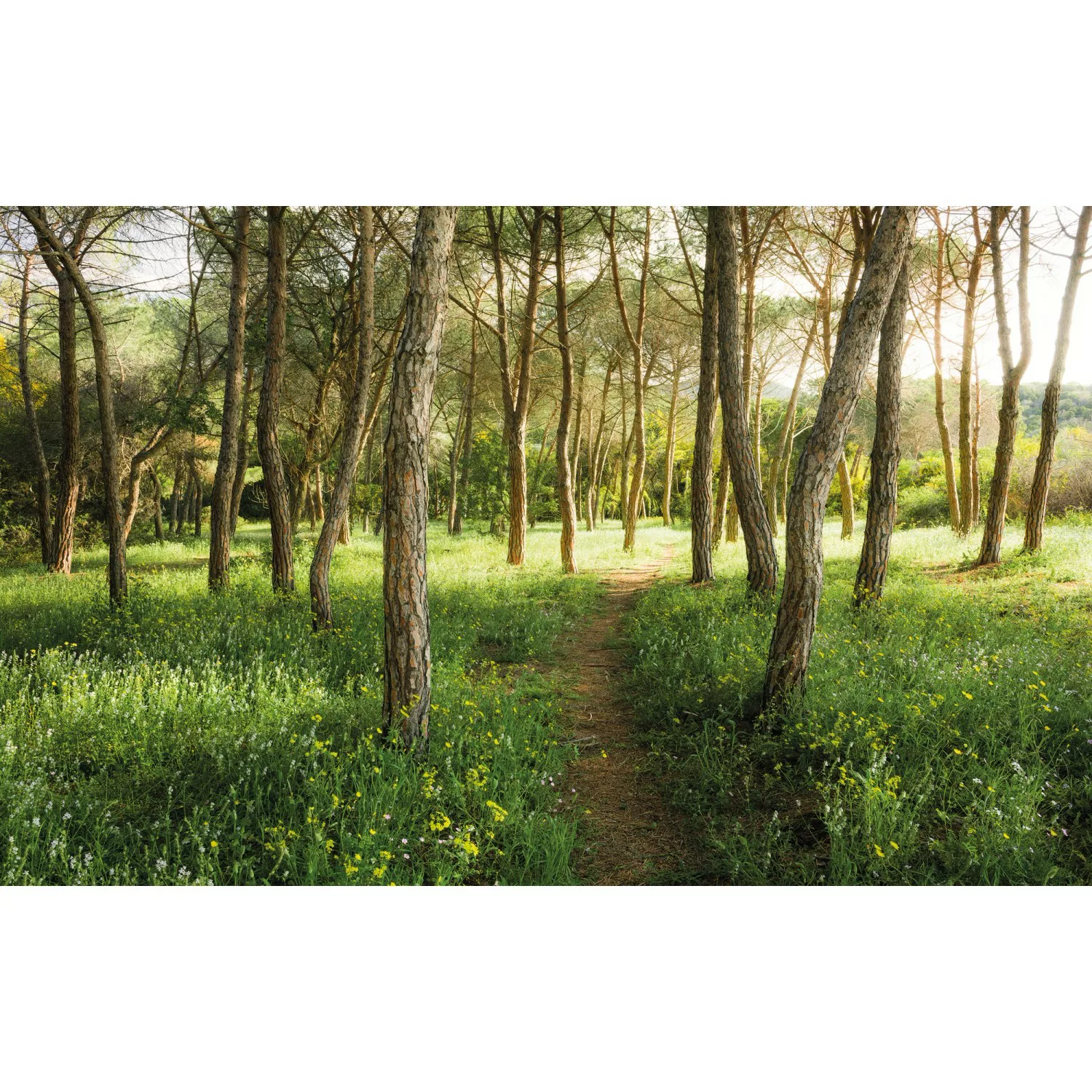KOMAR Vlies Fototapete - Blütenzauberwald - Größe 450 x 280 cm mehrfarbig günstig online kaufen