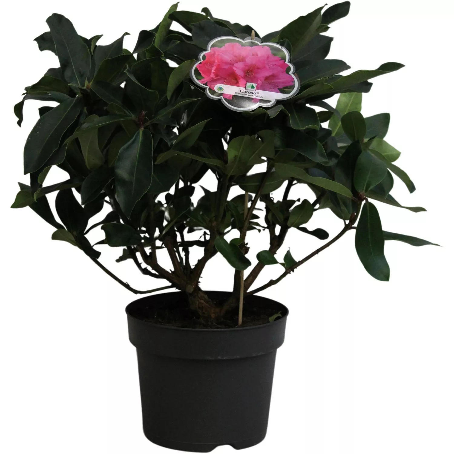 Rhododendron Caruso Pink Höhe ca. 40 - 50 cm Topf ca. 7,5 l günstig online kaufen