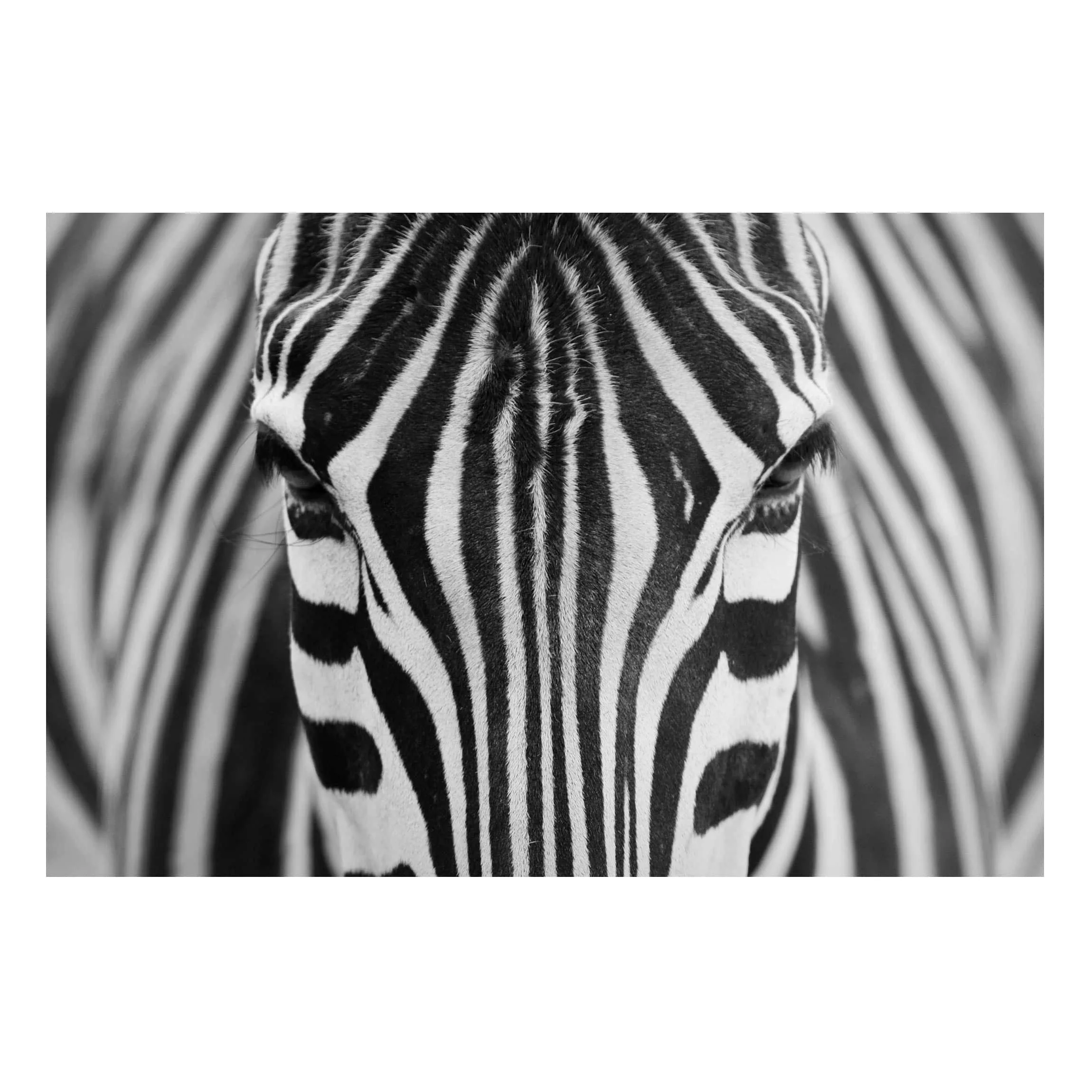 Magnettafel Tiere - Querformat 3:2 Zebra Look günstig online kaufen