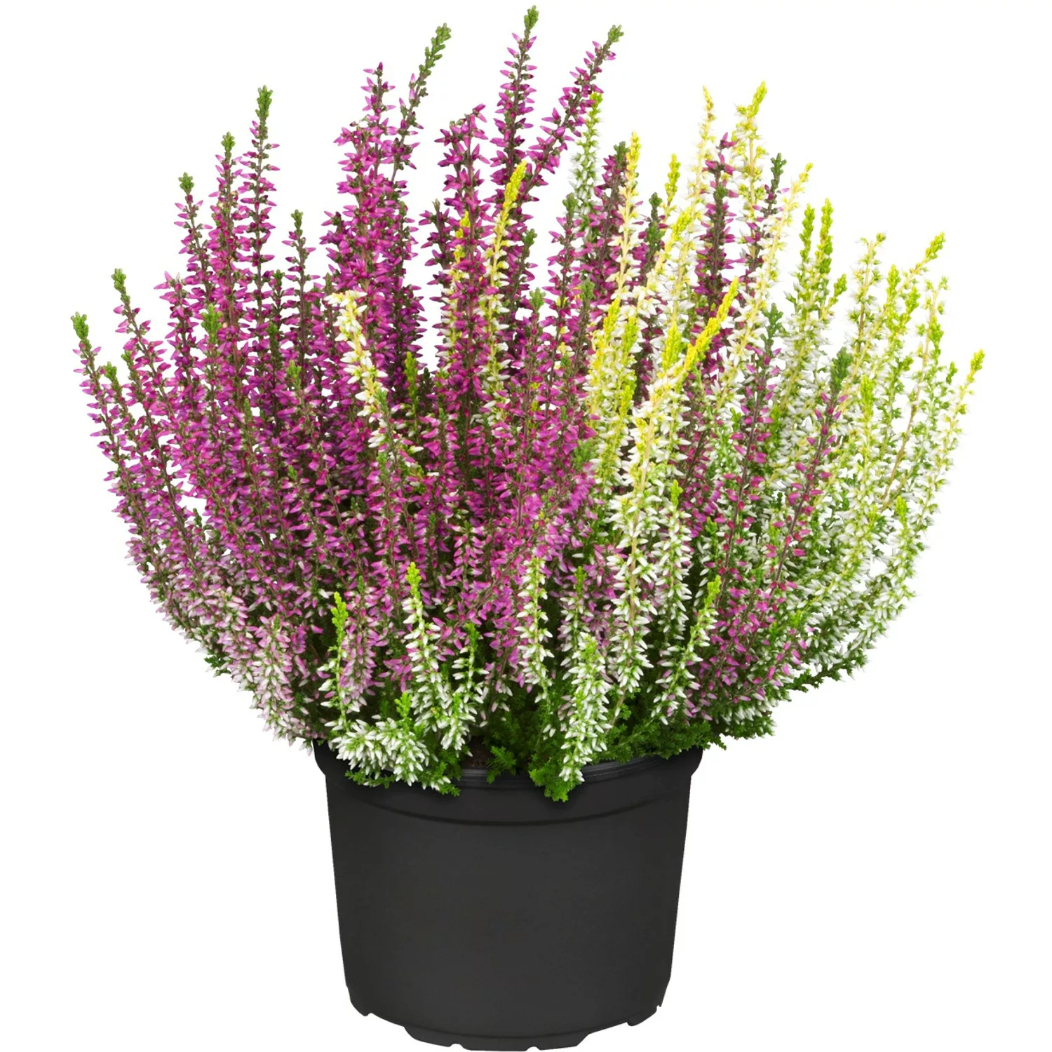 Knospenblüher-Heide Gardengirls Twingirls Topf-Ø ca. 11 cm Calluna günstig online kaufen