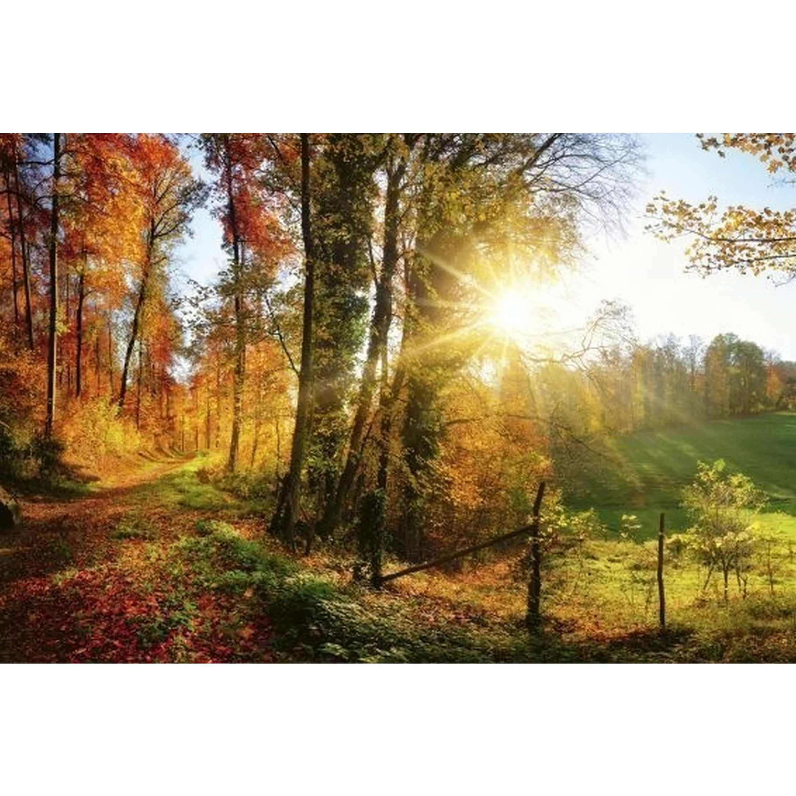 Fototapete FOREST WALK  | MS-5-0065 | Orange | Digitaldruck auf Vliesträger günstig online kaufen
