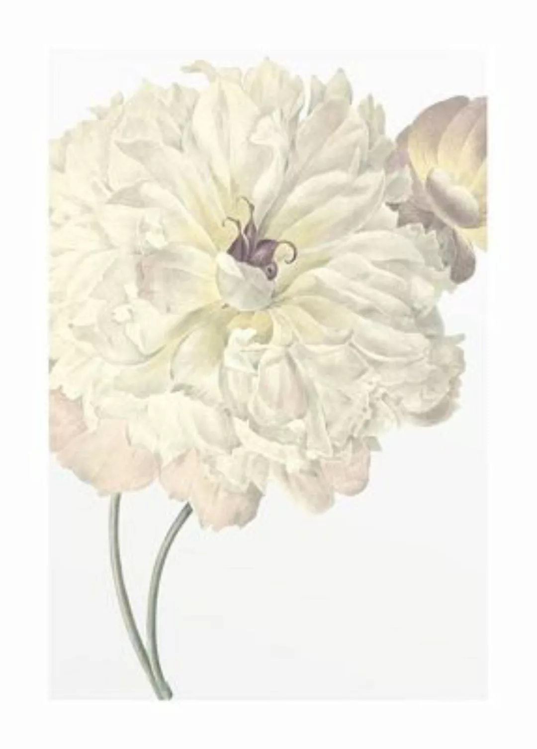 KOMAR Wandbild - Illustration Dahlia - Größe: 50 x 70 cm mehrfarbig Gr. one günstig online kaufen