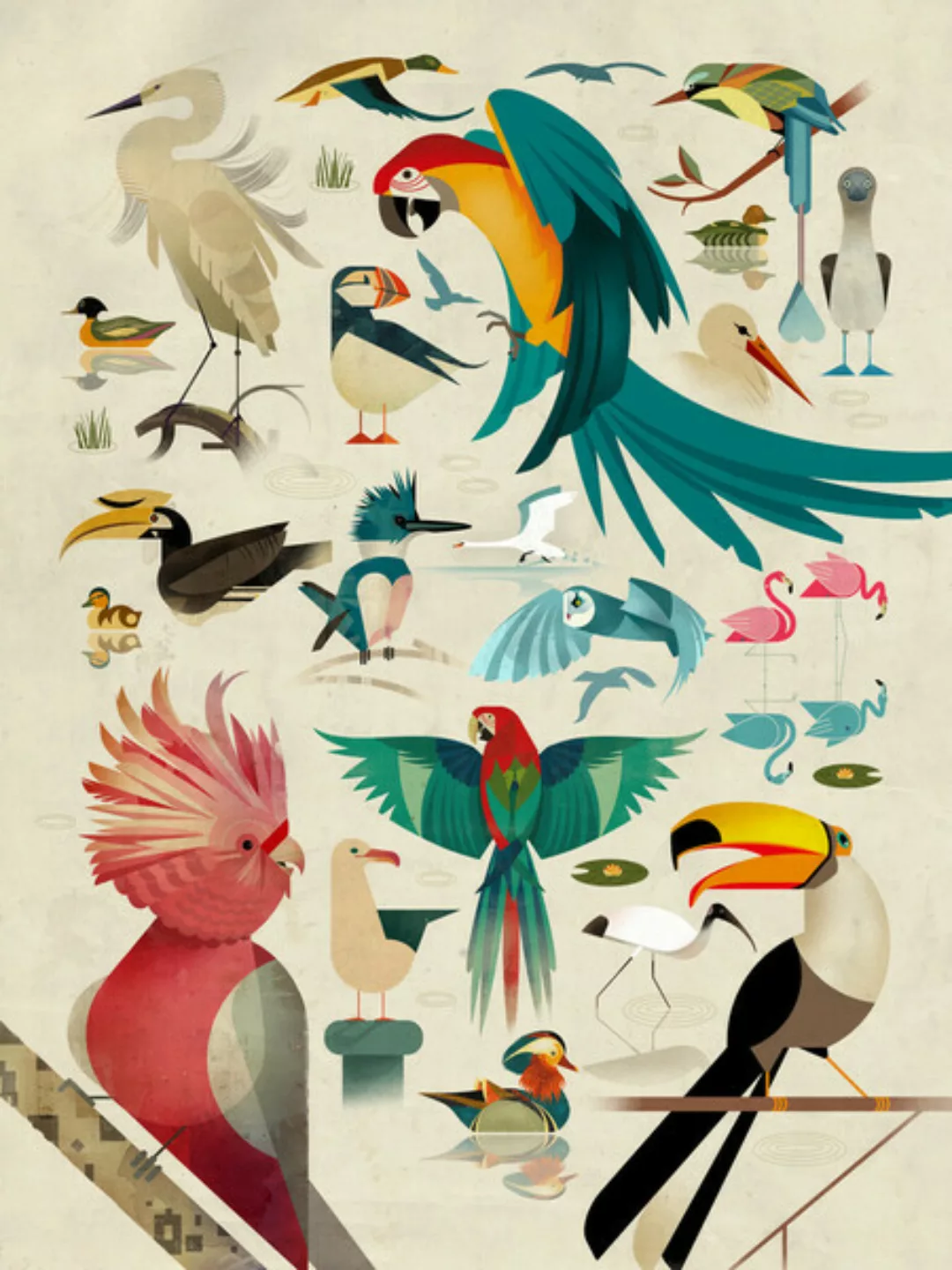 Poster / Leinwandbild - Vögel günstig online kaufen