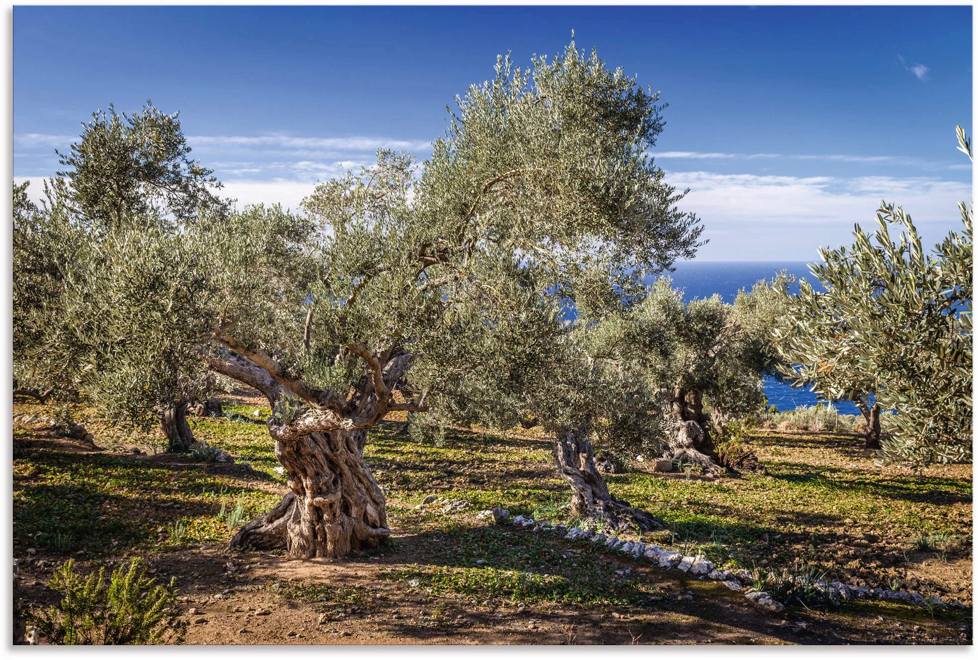 Artland Wandbild "Olivenhain in der Serra de Tramuntana", Küstenbilder, (1 günstig online kaufen