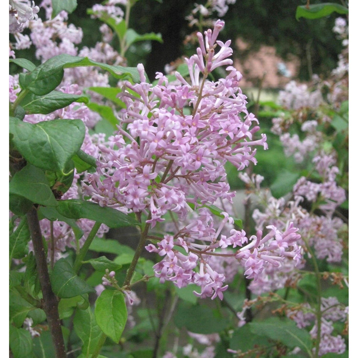 Ungarischer Flieder 100-125cm - Syringa josikaea günstig online kaufen