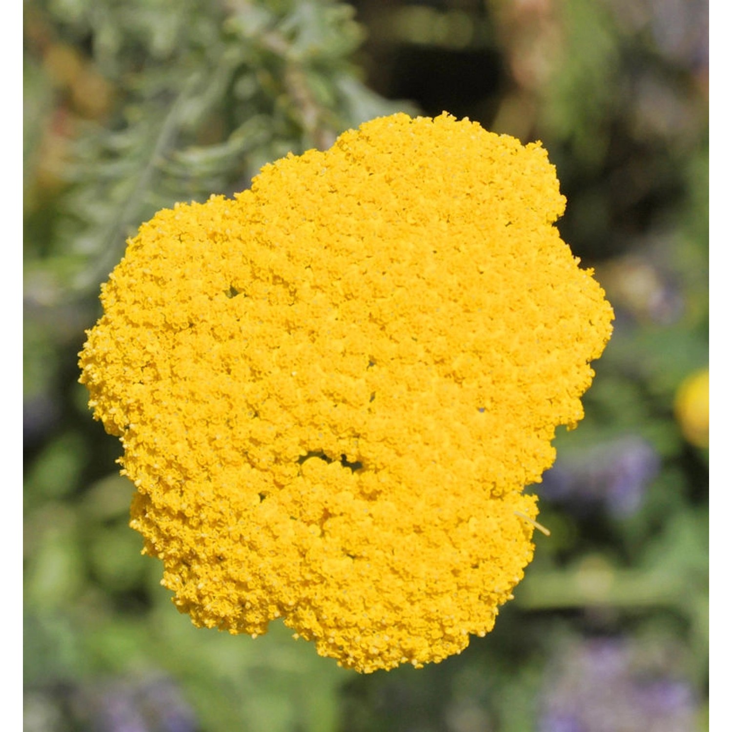 Schafgarbe Helios - Achillea filipendulina günstig online kaufen