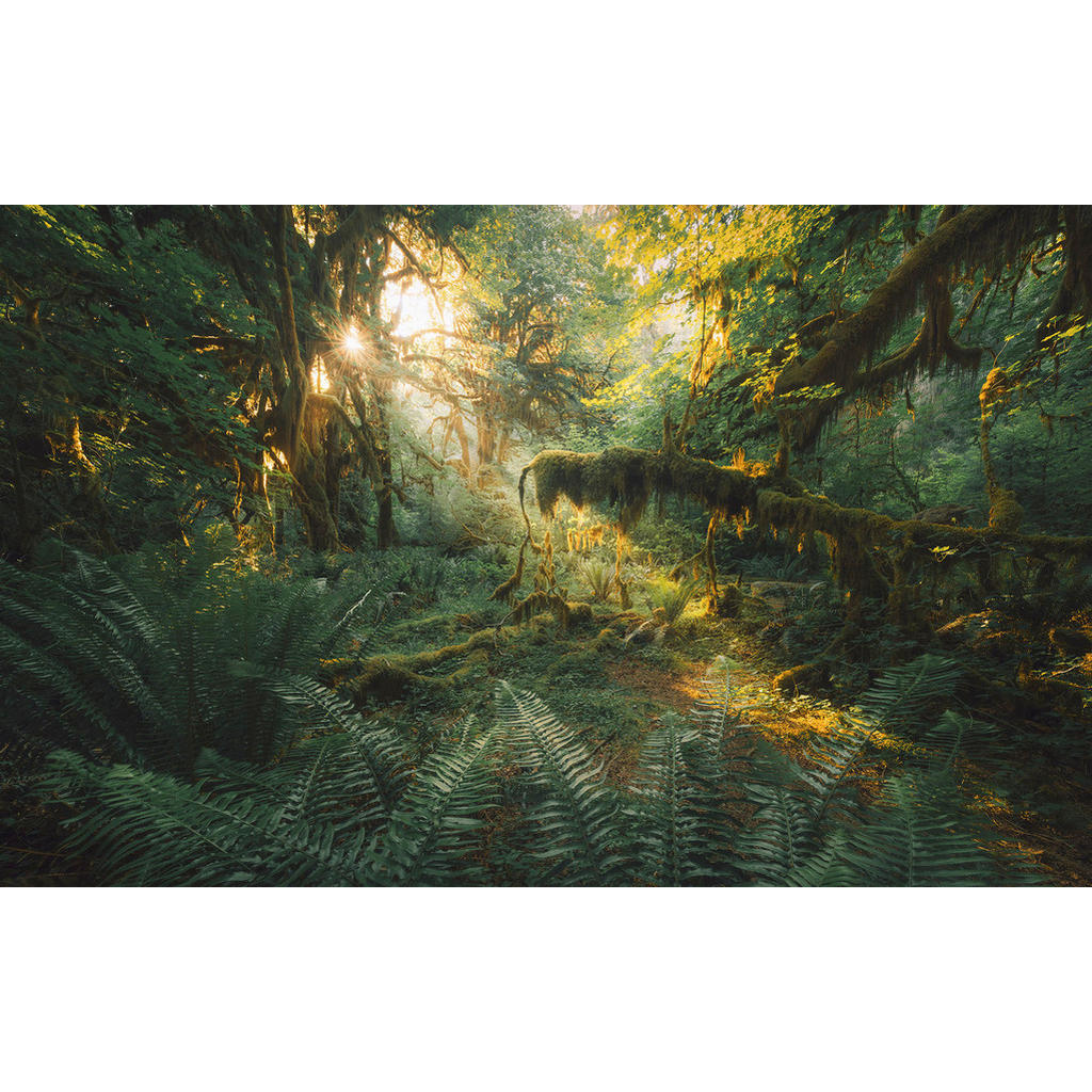 Komar Fototapete »Digitaldruck Vlies - Hall of Mosses - Größe 400 x 250 cm« günstig online kaufen