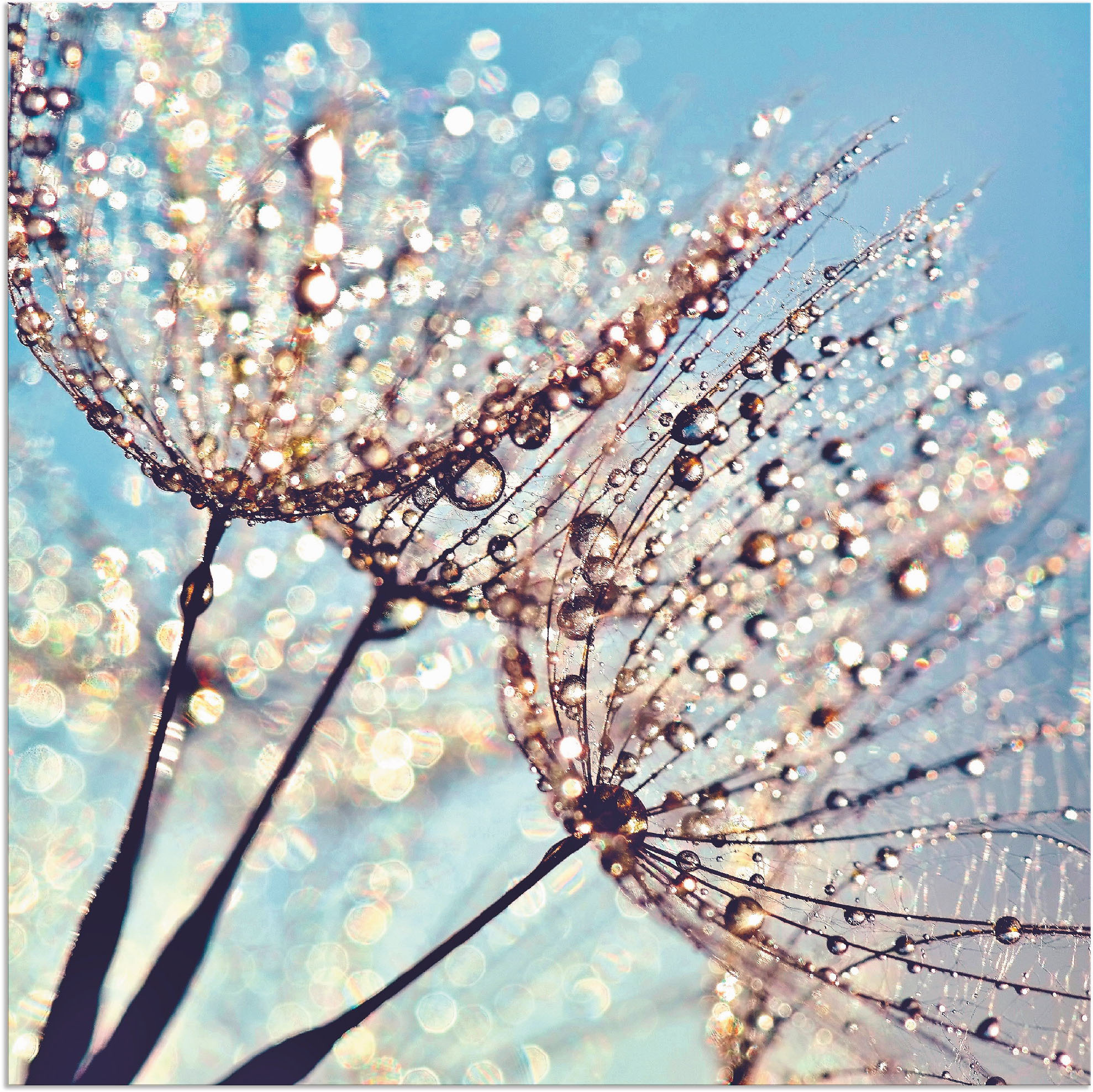 Artland Wandbild "Pusteblume Tröpfchenfänger", Blumen, (1 St.), als Alubild günstig online kaufen