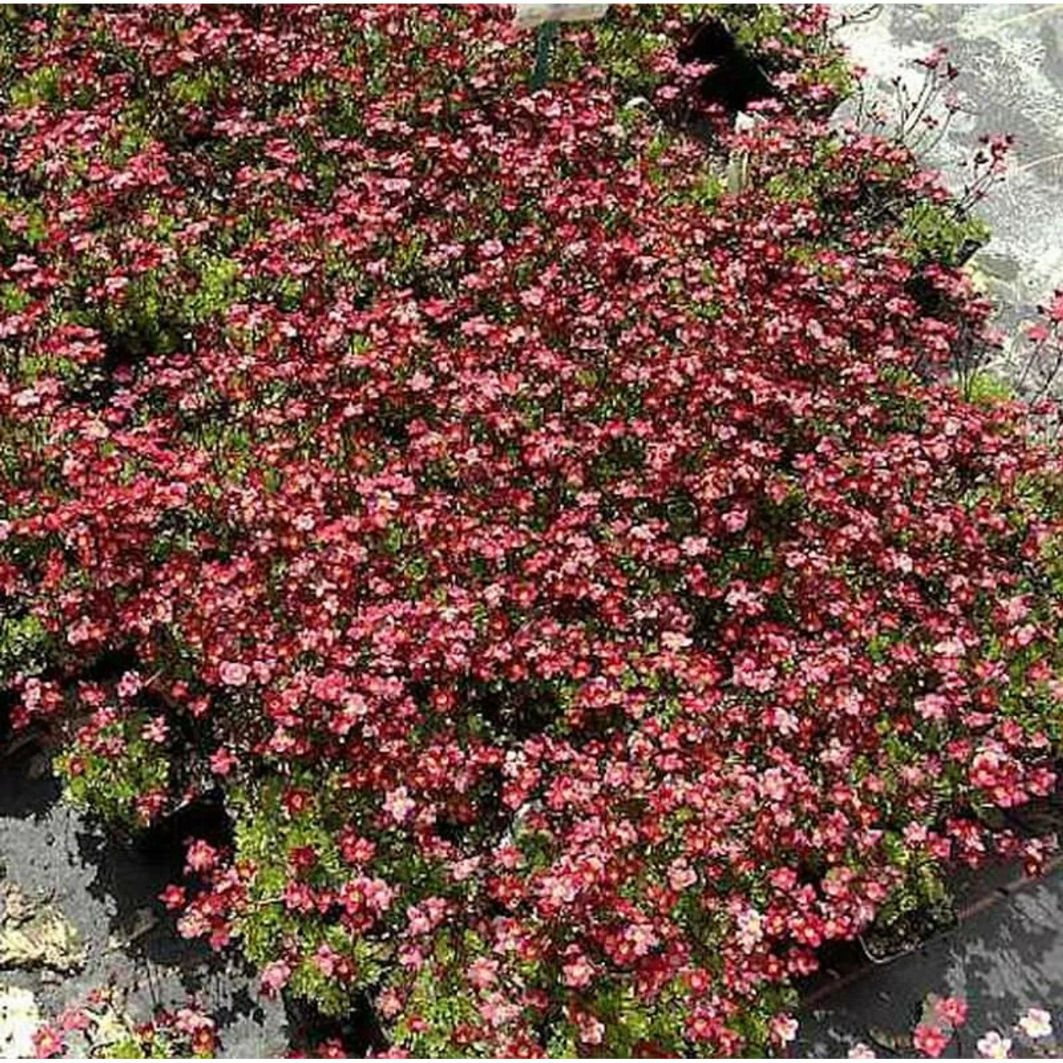 Moossteinbrech Ingeborg - Saxifraga arendsii günstig online kaufen