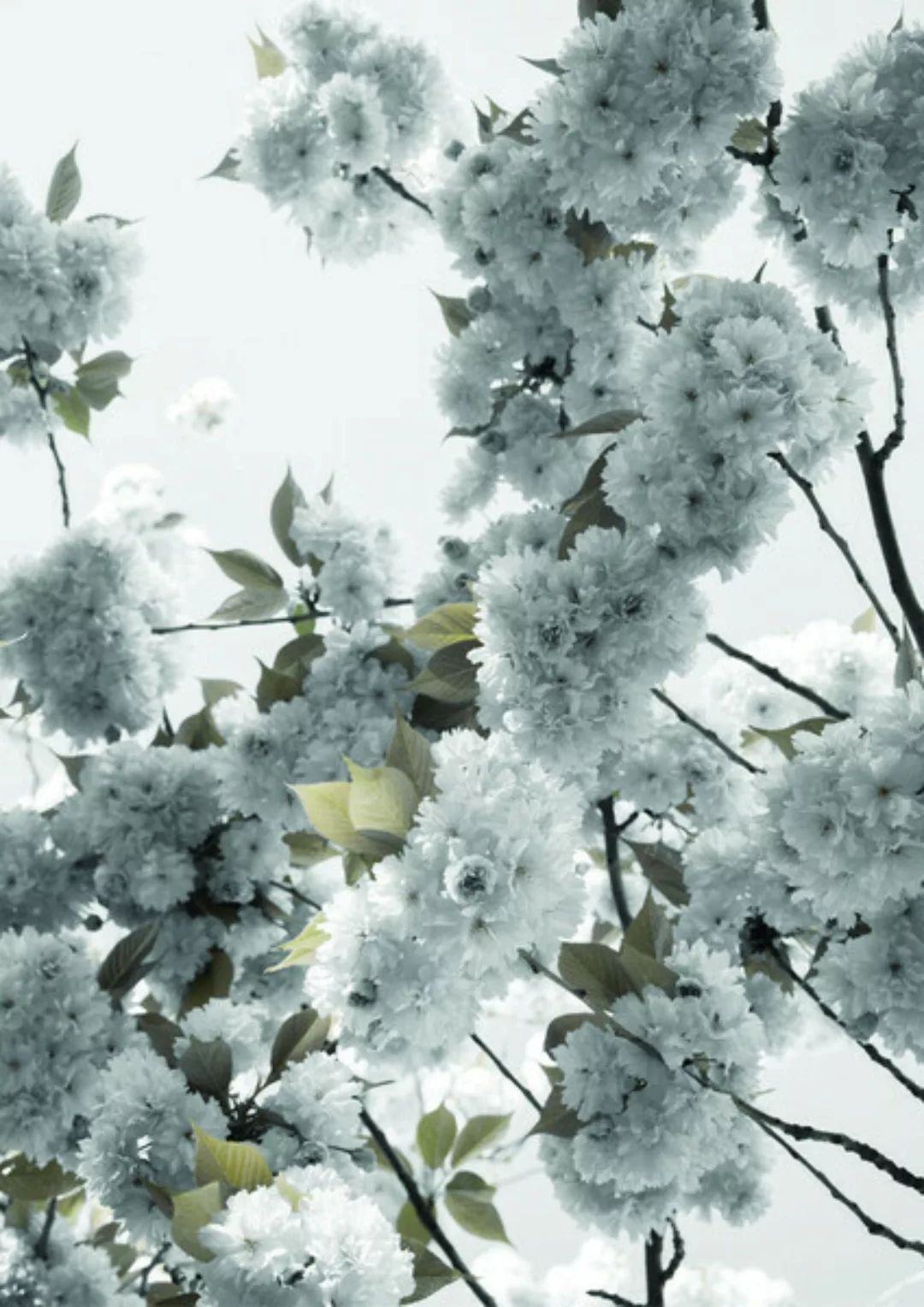 Poster / Leinwandbild - White Spring Blossoms günstig online kaufen