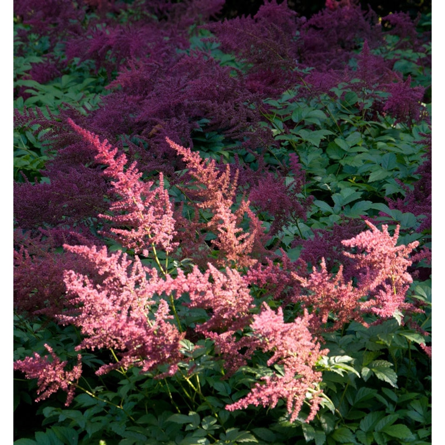 Prachtspiere Feuer - Astilbe arendsii günstig online kaufen