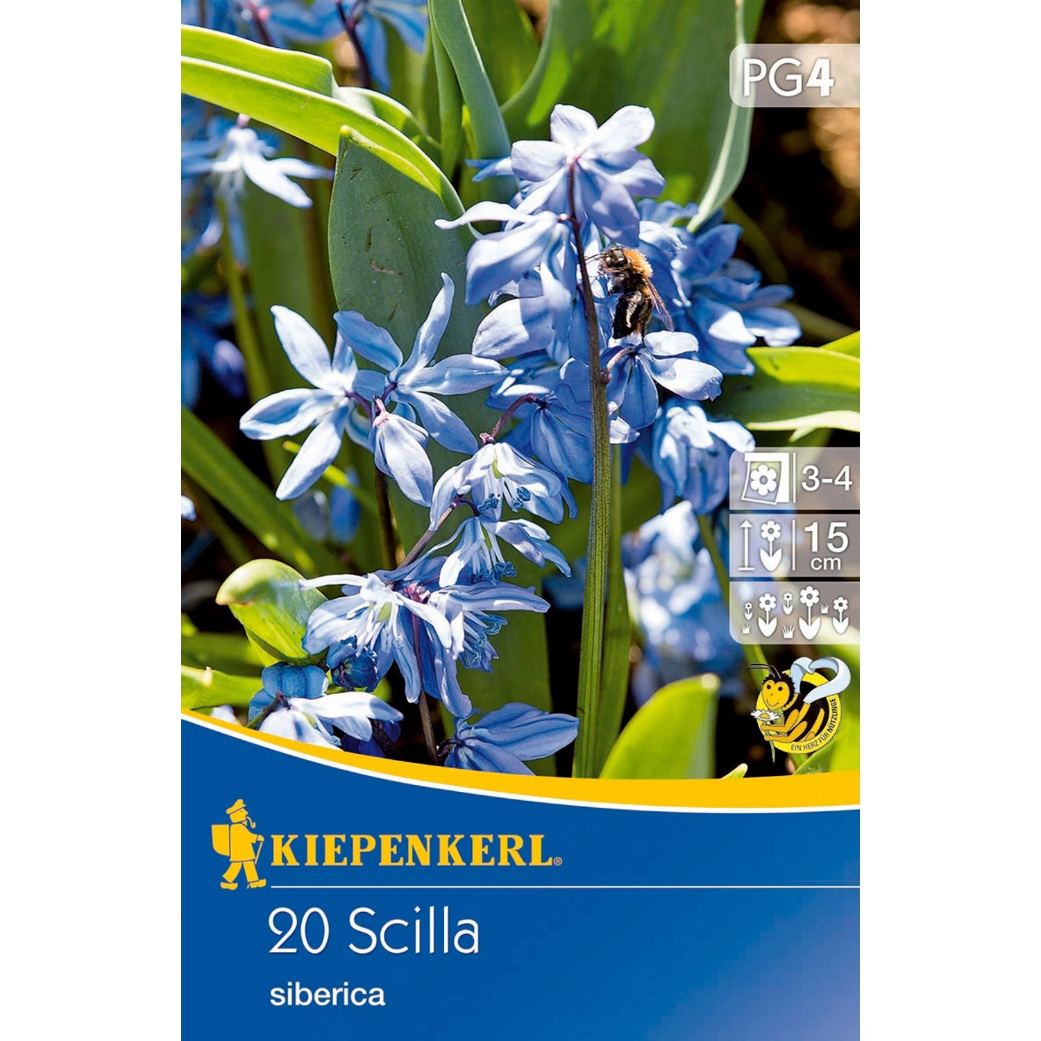 Kiepenkerl Blumenzwiebeln Blausternchen Scilla siberica Blau 20 Stück günstig online kaufen