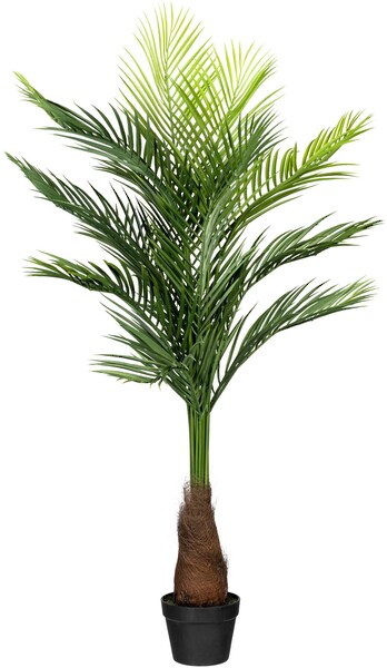 Creativ green Kunstpalme »Goldfruchtpalme« günstig online kaufen