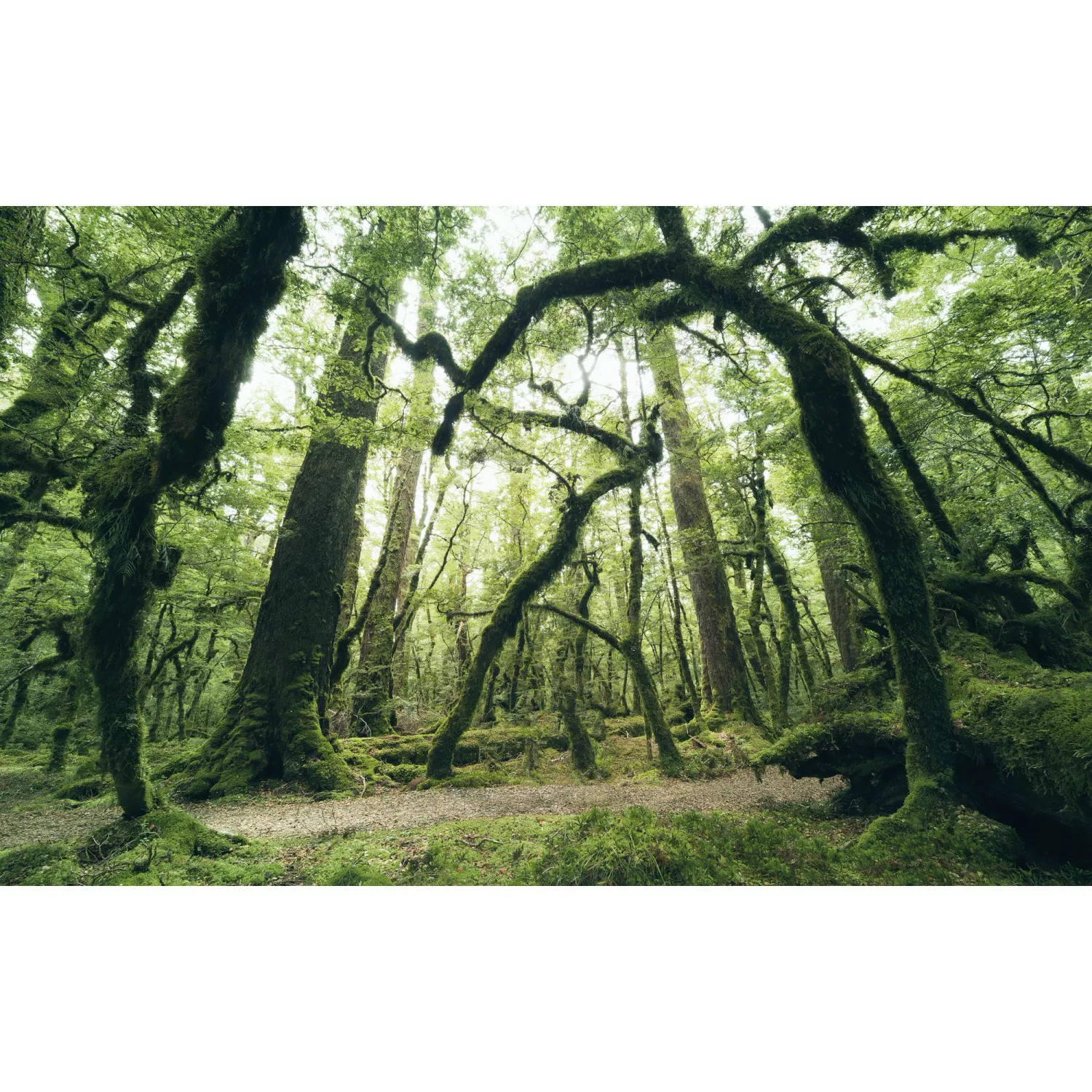 KOMAR Vlies Fototapete - Ancient Green  - Größe 450 x 280 cm mehrfarbig günstig online kaufen