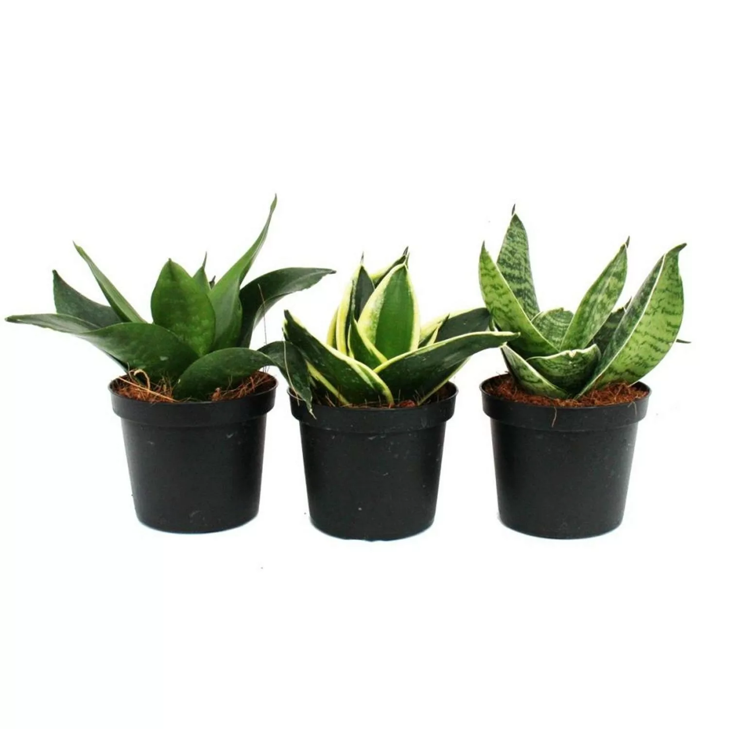 Exotenherz Sansevieria Trifaciata Hahnii 3 Verschiedene Pflanzen im 9cm Top günstig online kaufen