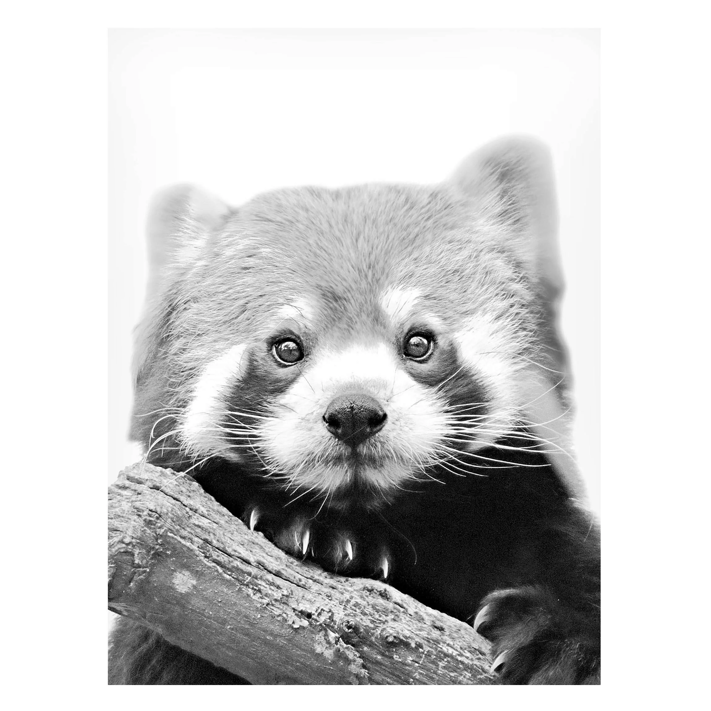 Magnettafel Roter Panda in Schwarz-weiß günstig online kaufen