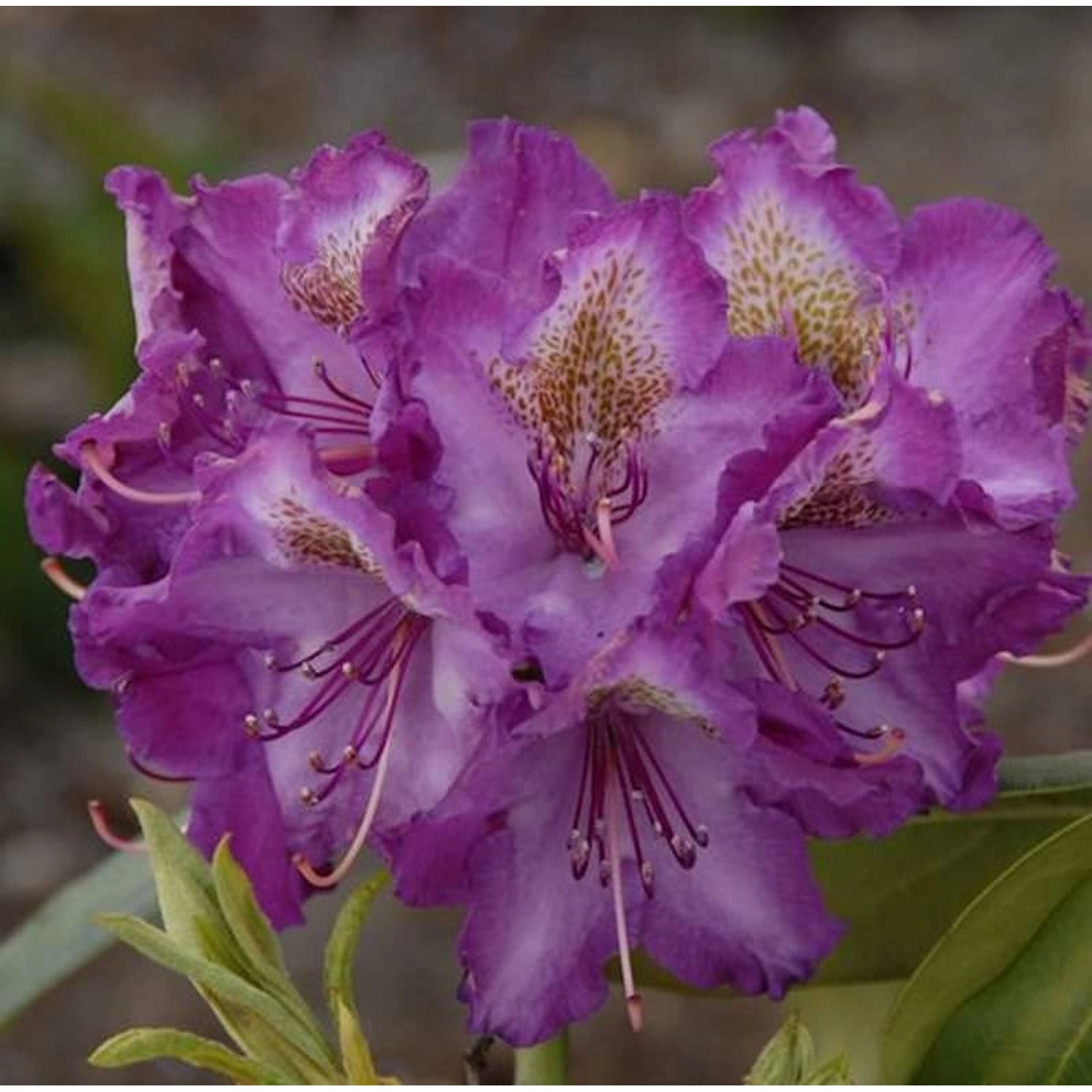 Rhododendron Bohlkens Lupinenberg 25-30cm - Alpenrose günstig online kaufen