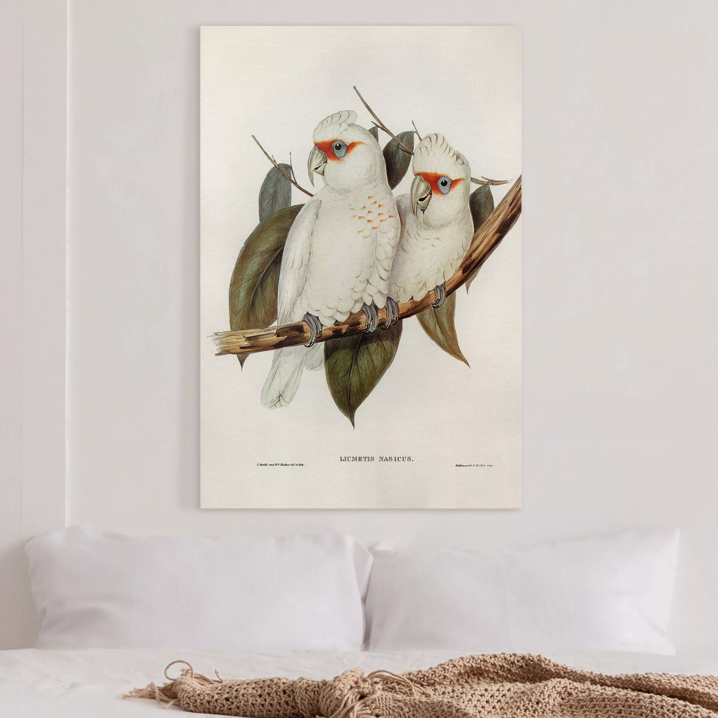 Leinwandbild Vintage Illustration Weißer Kakadu günstig online kaufen
