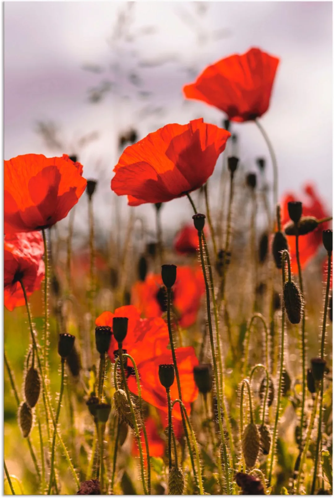 Artland Wandbild »Mohnblumen im Morgenlicht«, Blumenwiese, (1 St.), als Alu günstig online kaufen