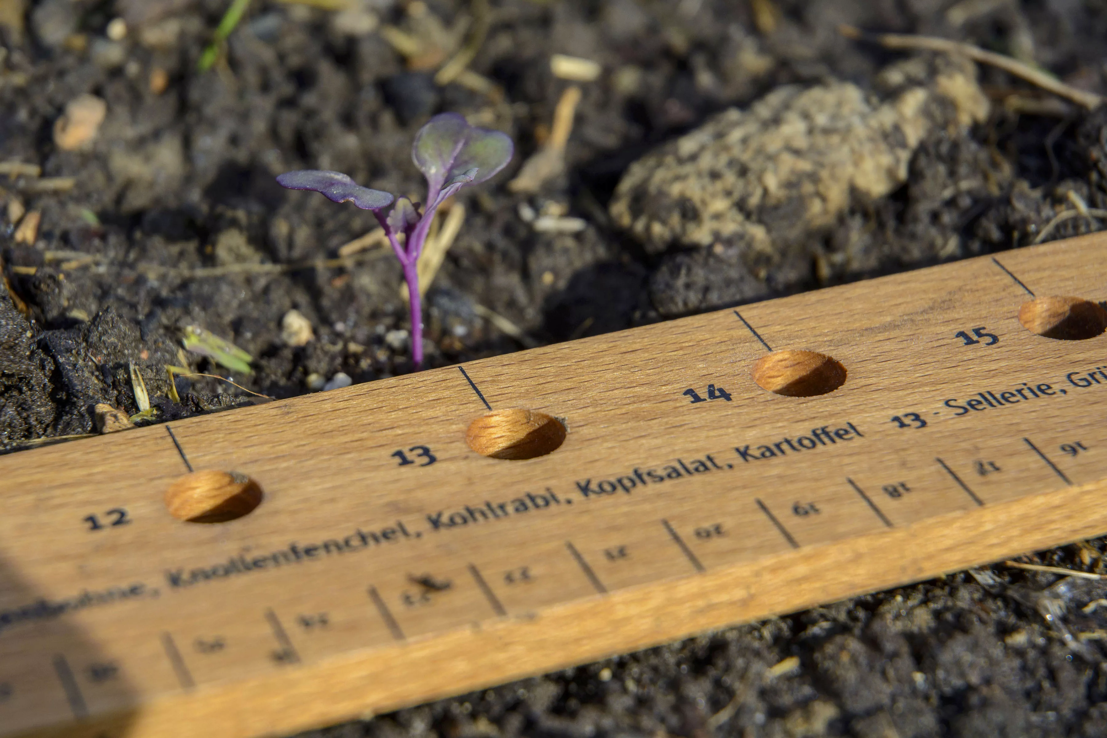 dobar Gemüsesamen, Pflanzen-Starter-Set aus Buchenholz mit 3 verschiedenen günstig online kaufen