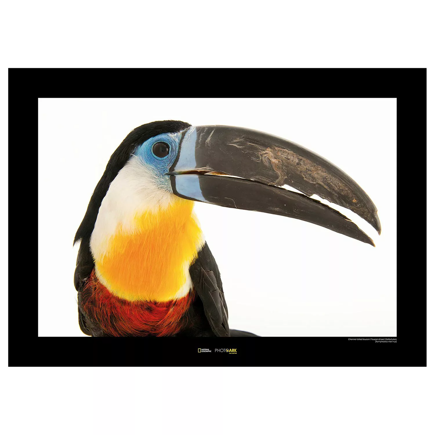 KOMAR Wandbild - Channel-billed Toucan - Größe: 70 x 50 cm mehrfarbig Gr. o günstig online kaufen