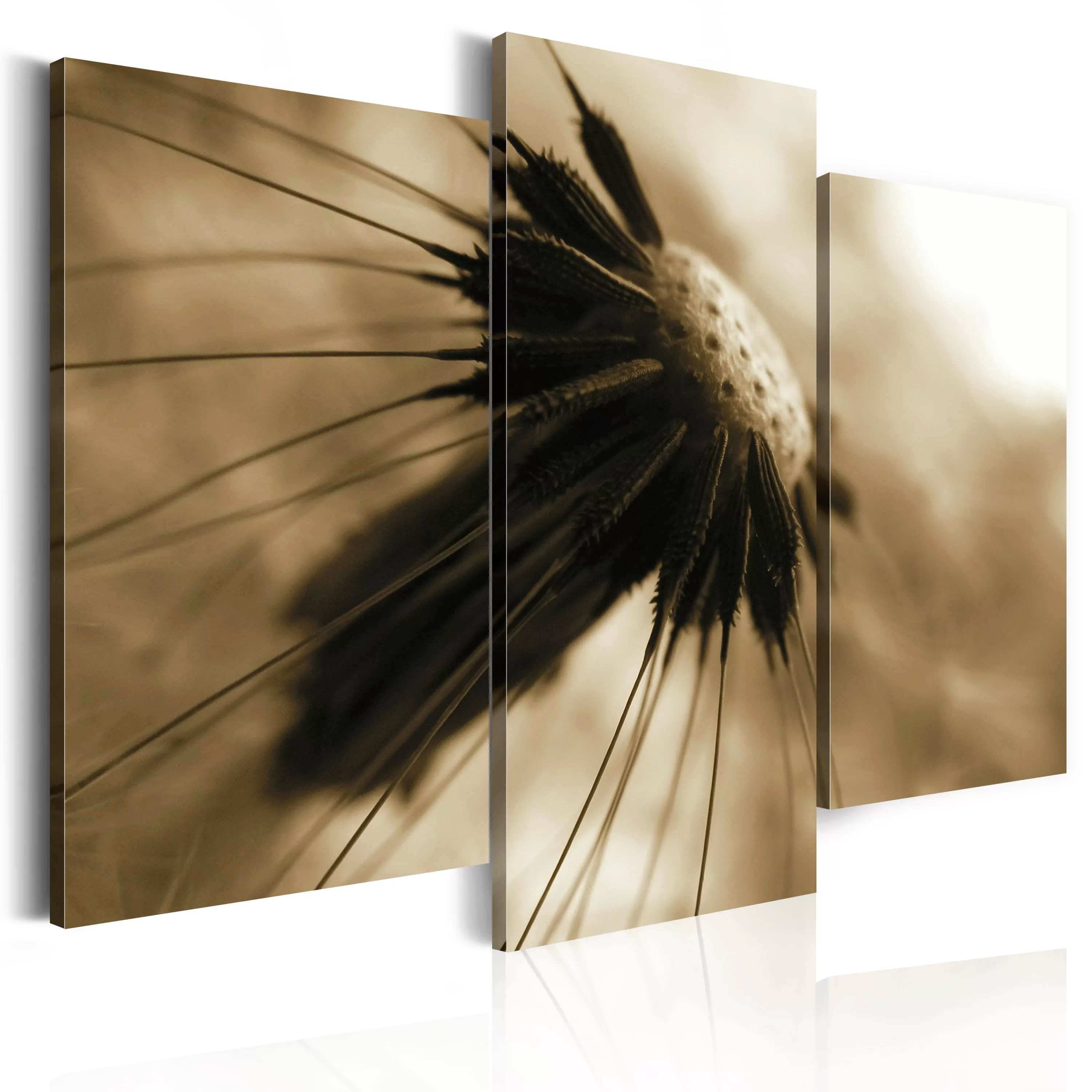 Wandbild - Dandelion In Sepia günstig online kaufen