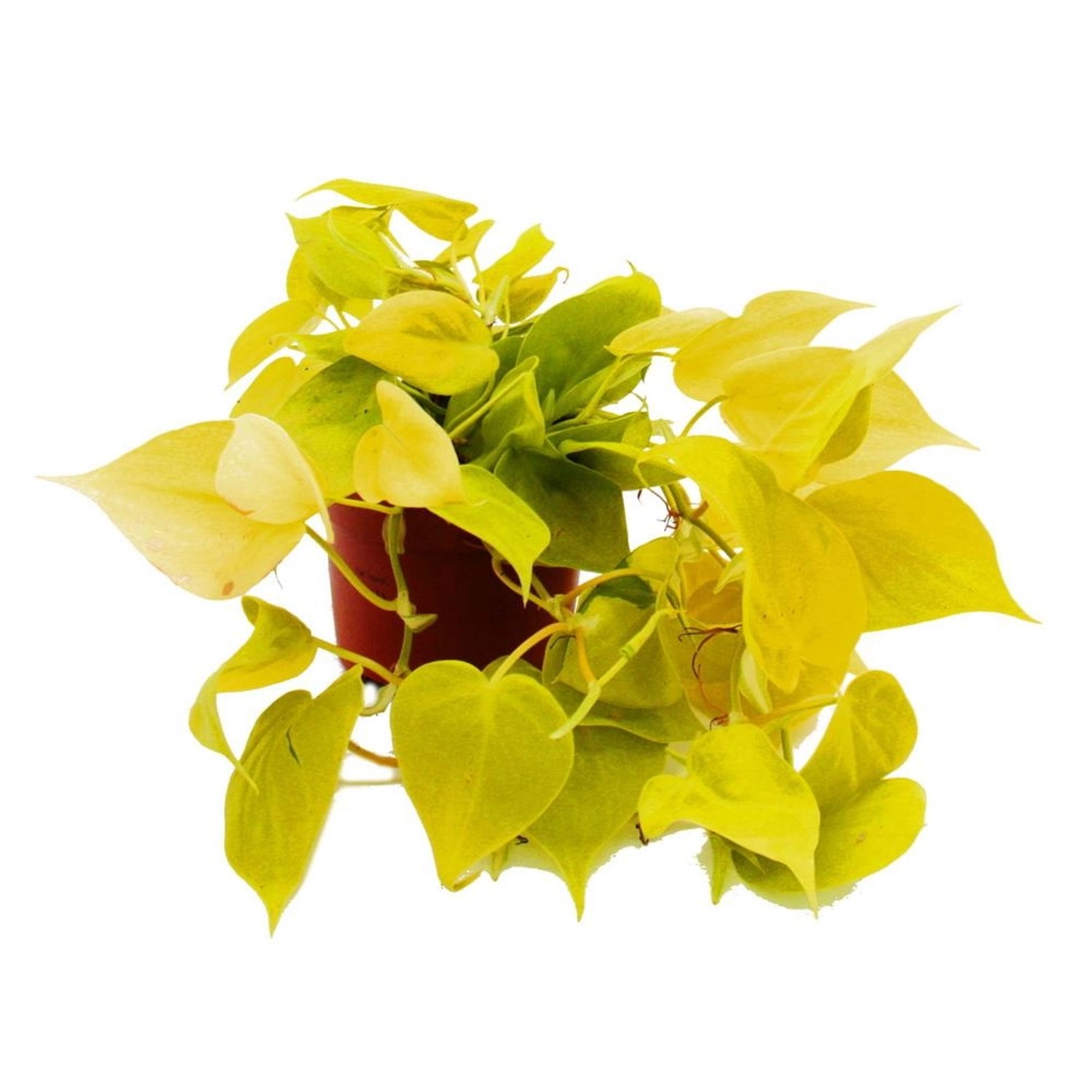 Exotenherz Philodendron Scandens Lime Gelbgrüner Kletternder Baumfreund 12c günstig online kaufen