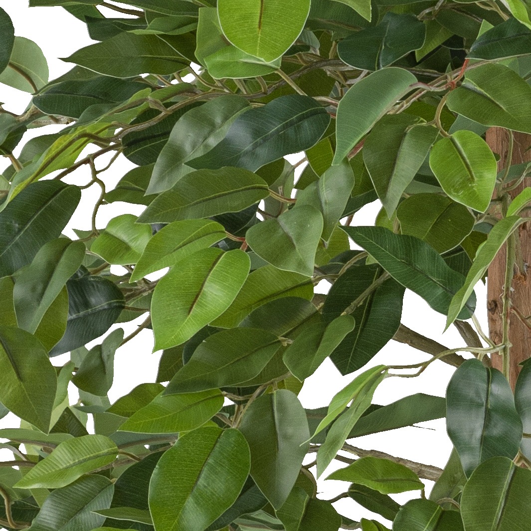 Creativ green Kunstpflanze "Ficus benjamina", mit Naturstamm günstig online kaufen