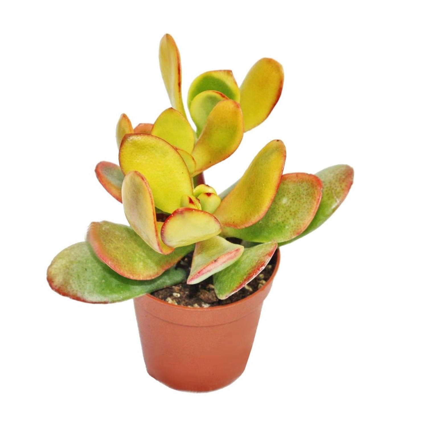 Exotenherz Crassula Portulacea Sunset Mittelgrosse Pflanze im 8,5cm Top günstig online kaufen