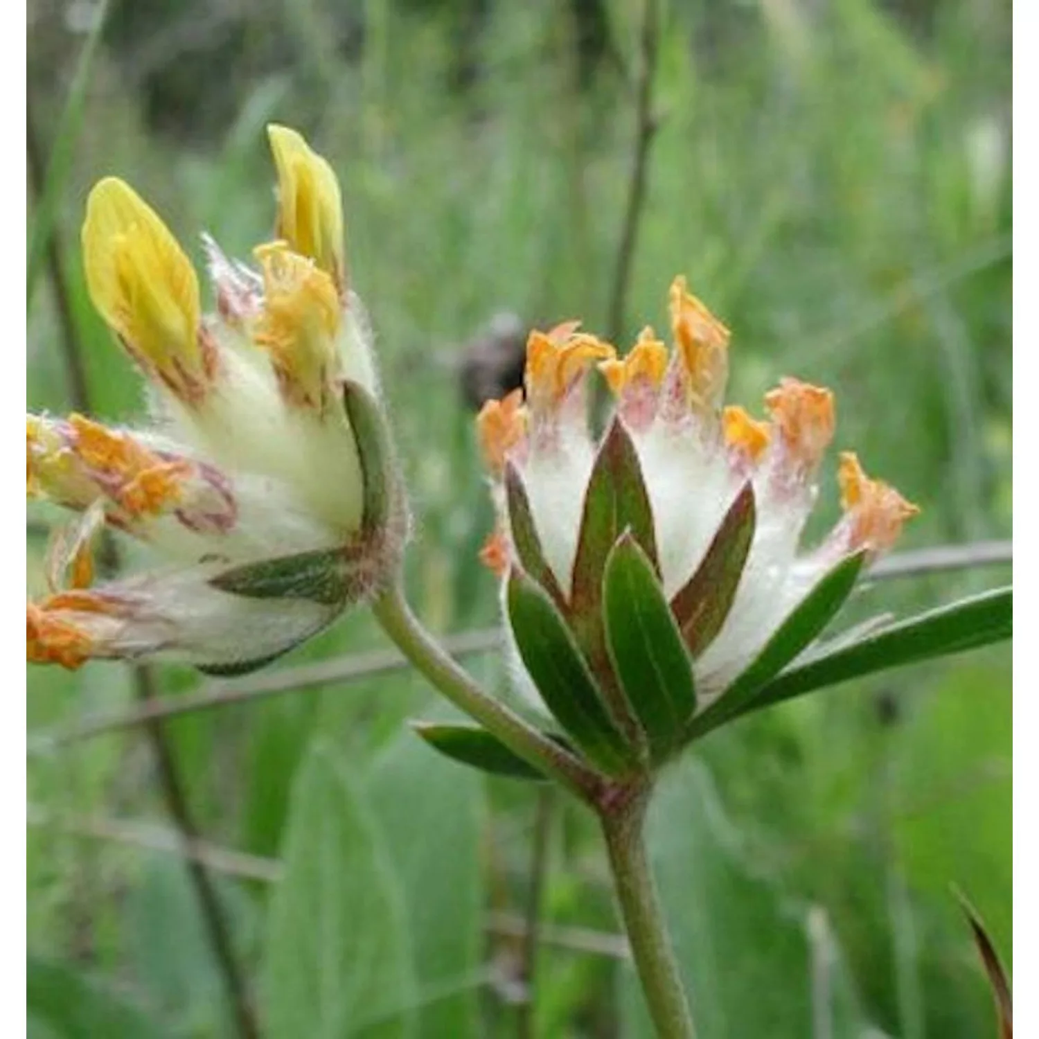 Echter Wundklee - Anthyllis vulneraria günstig online kaufen