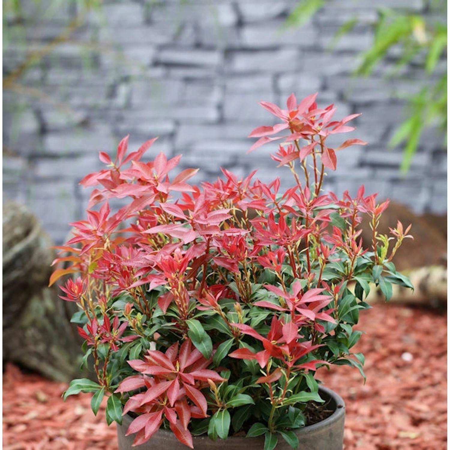 Schattenglöckchen Lavendelheide Valley Fire 30-40cm - Pieris japonica günstig online kaufen